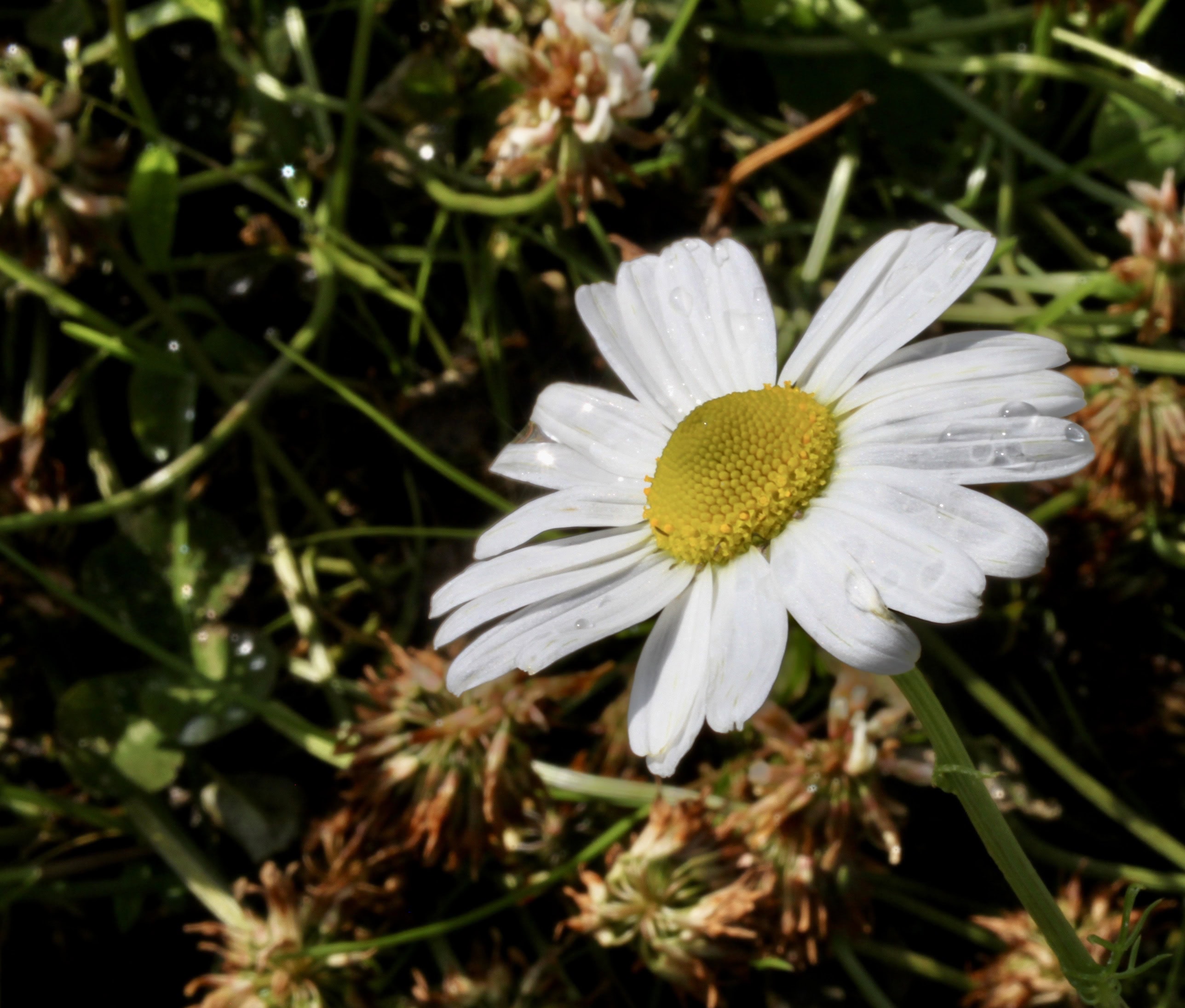 Daisy