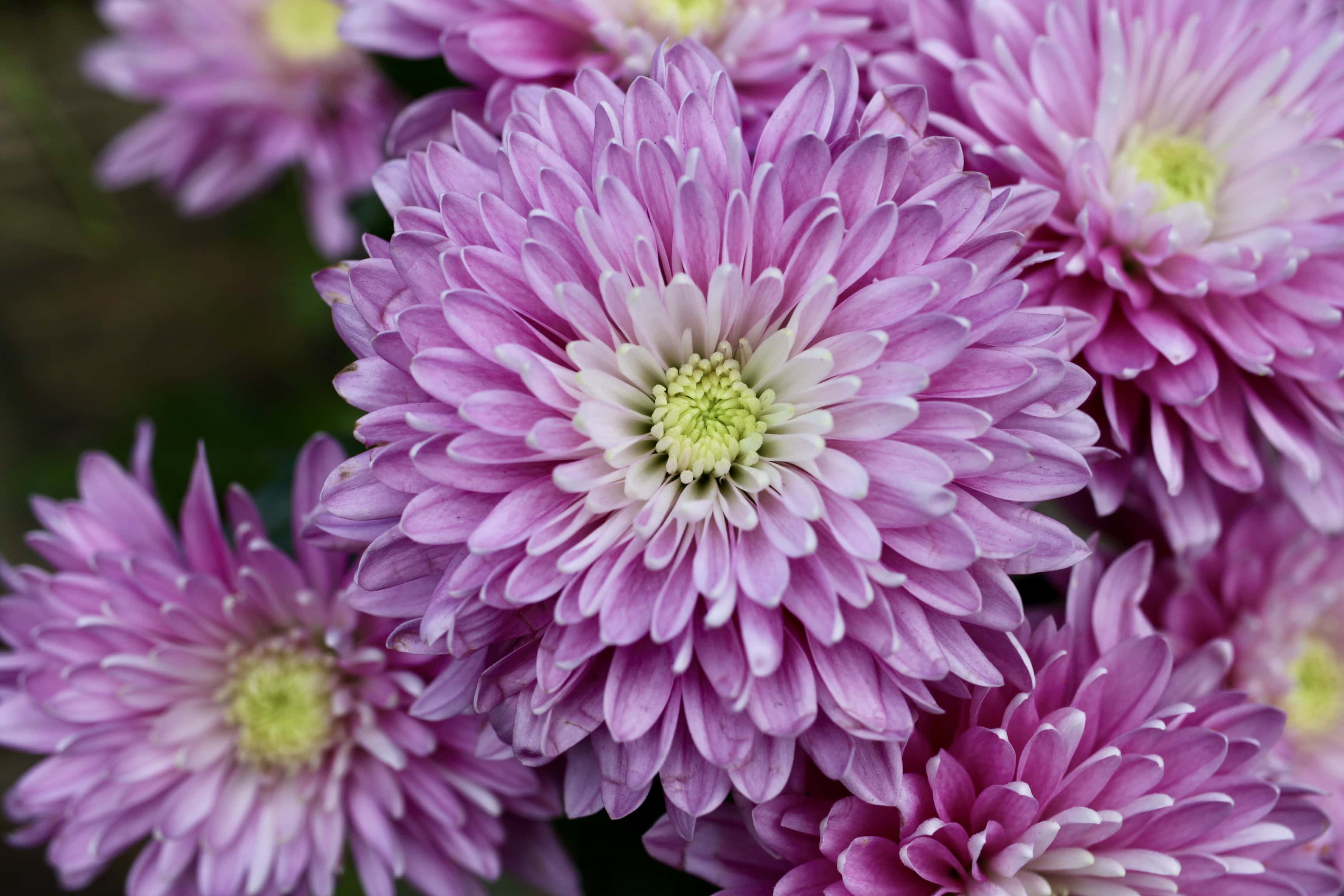 Chrysanth
