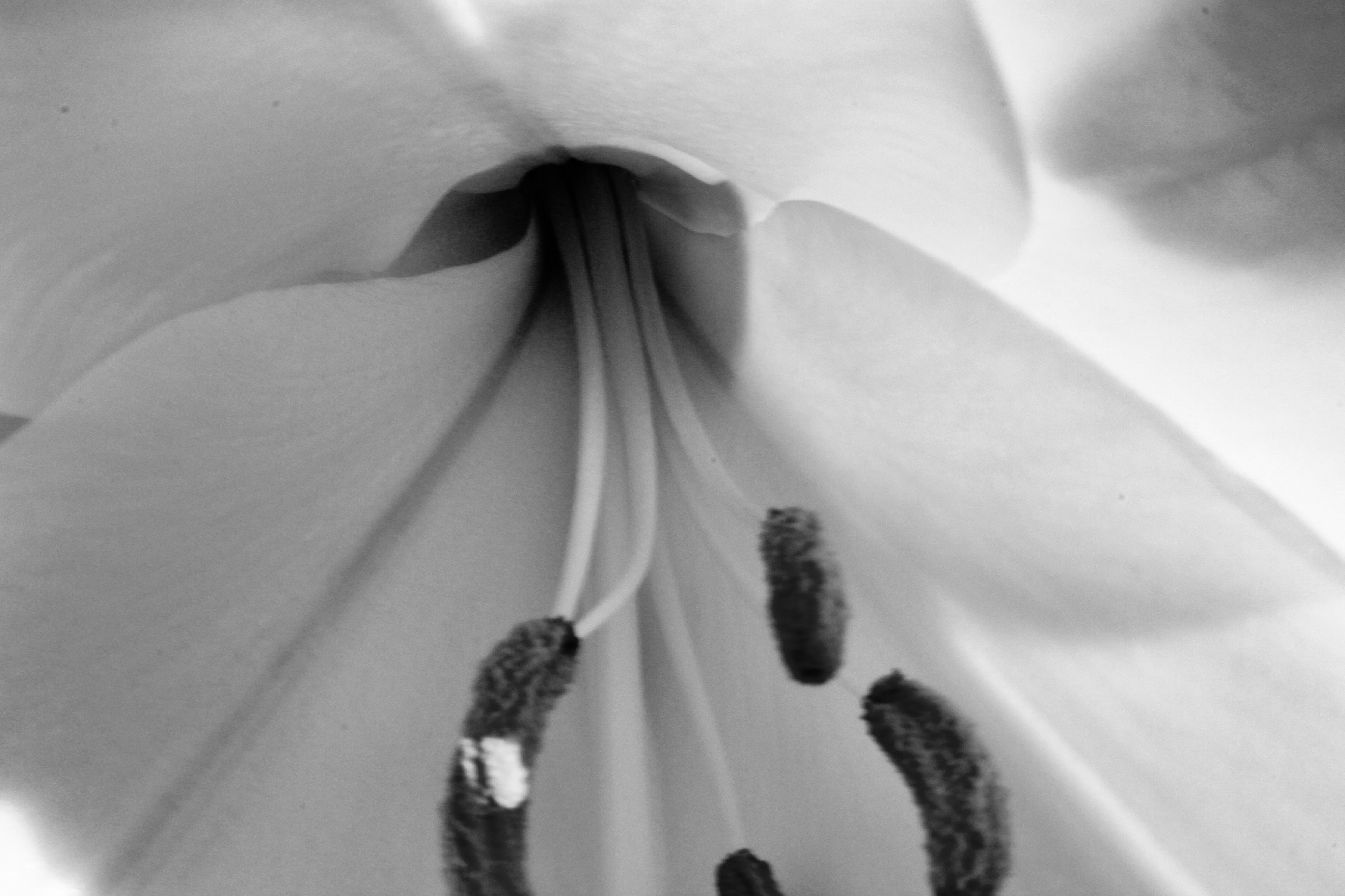 Lily interior