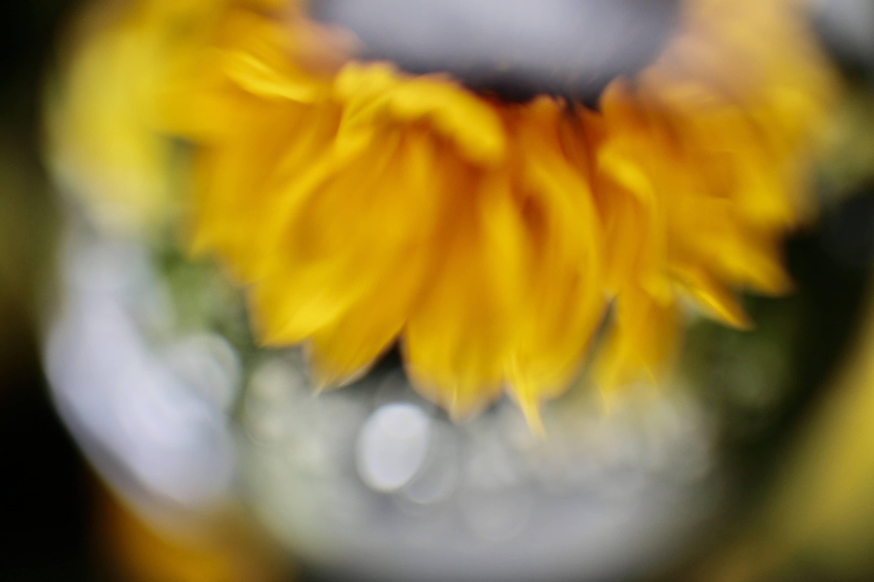 Sunflower petals