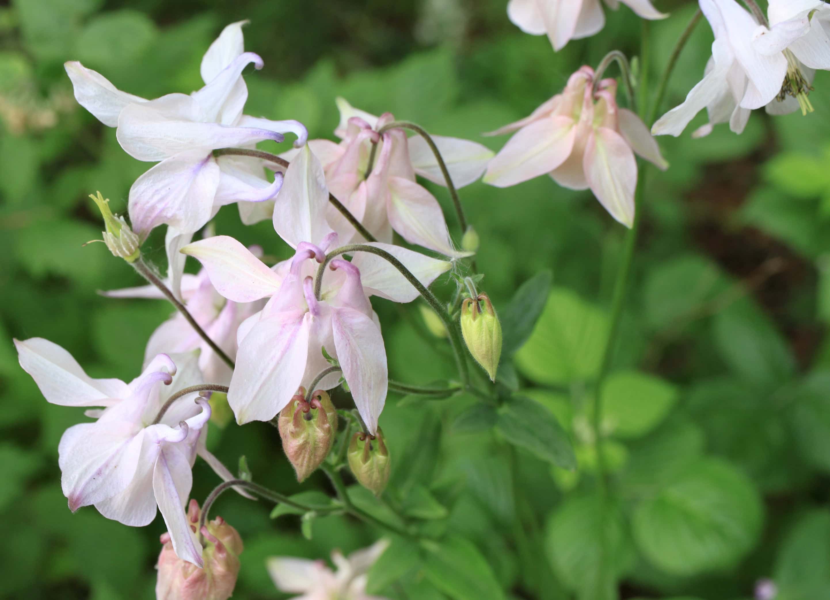 Columbine