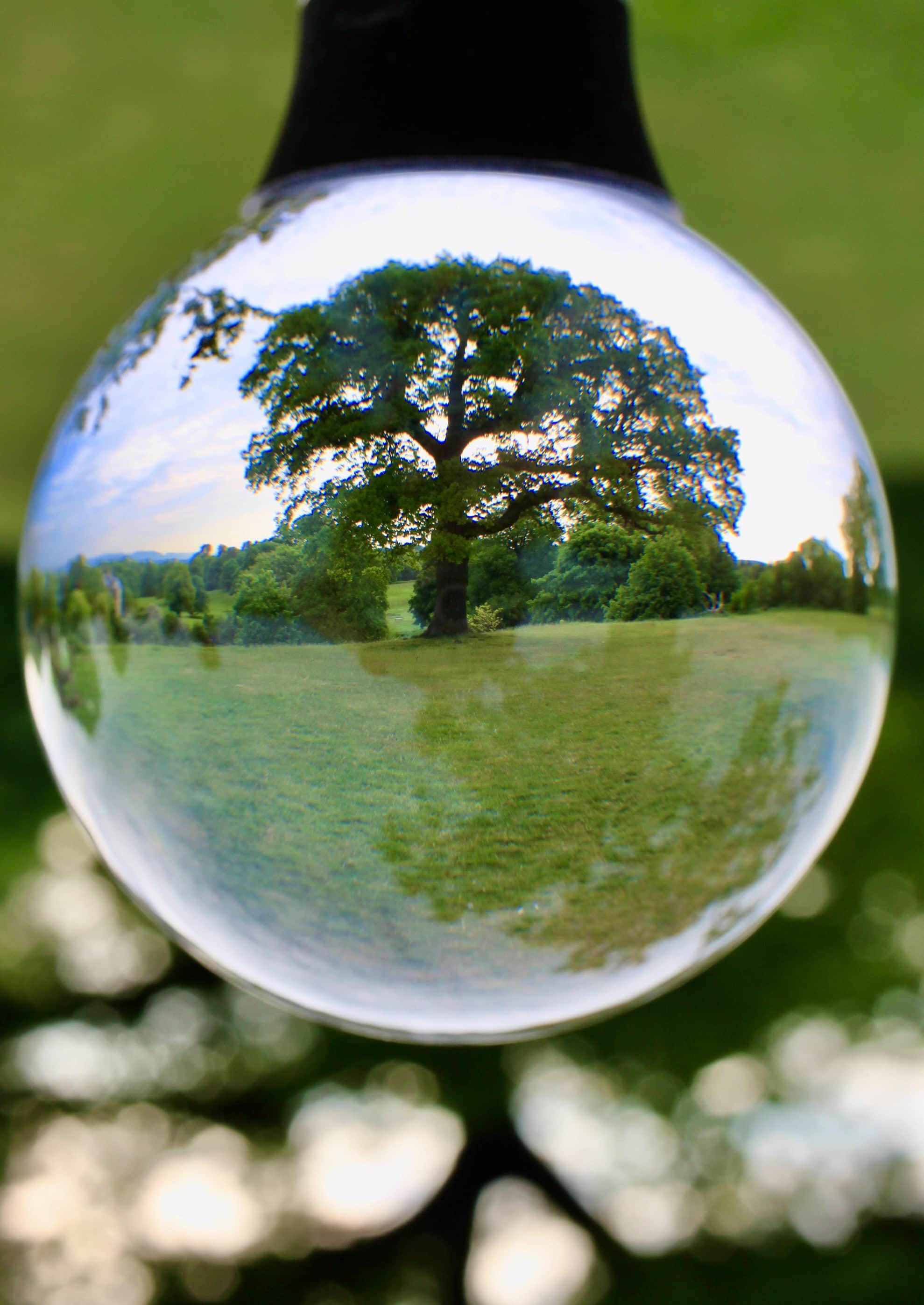 Tree in a lensball