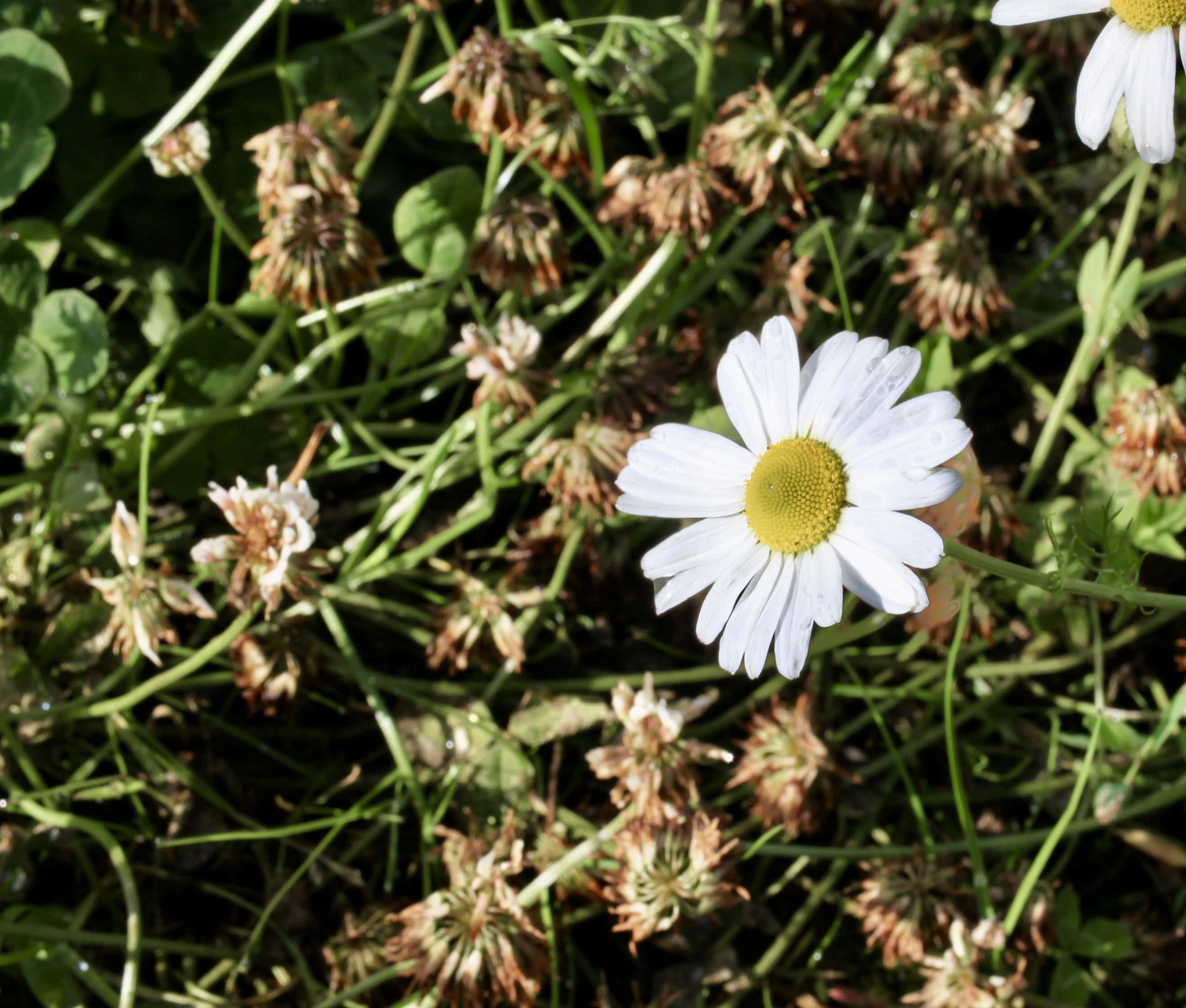 Daisy