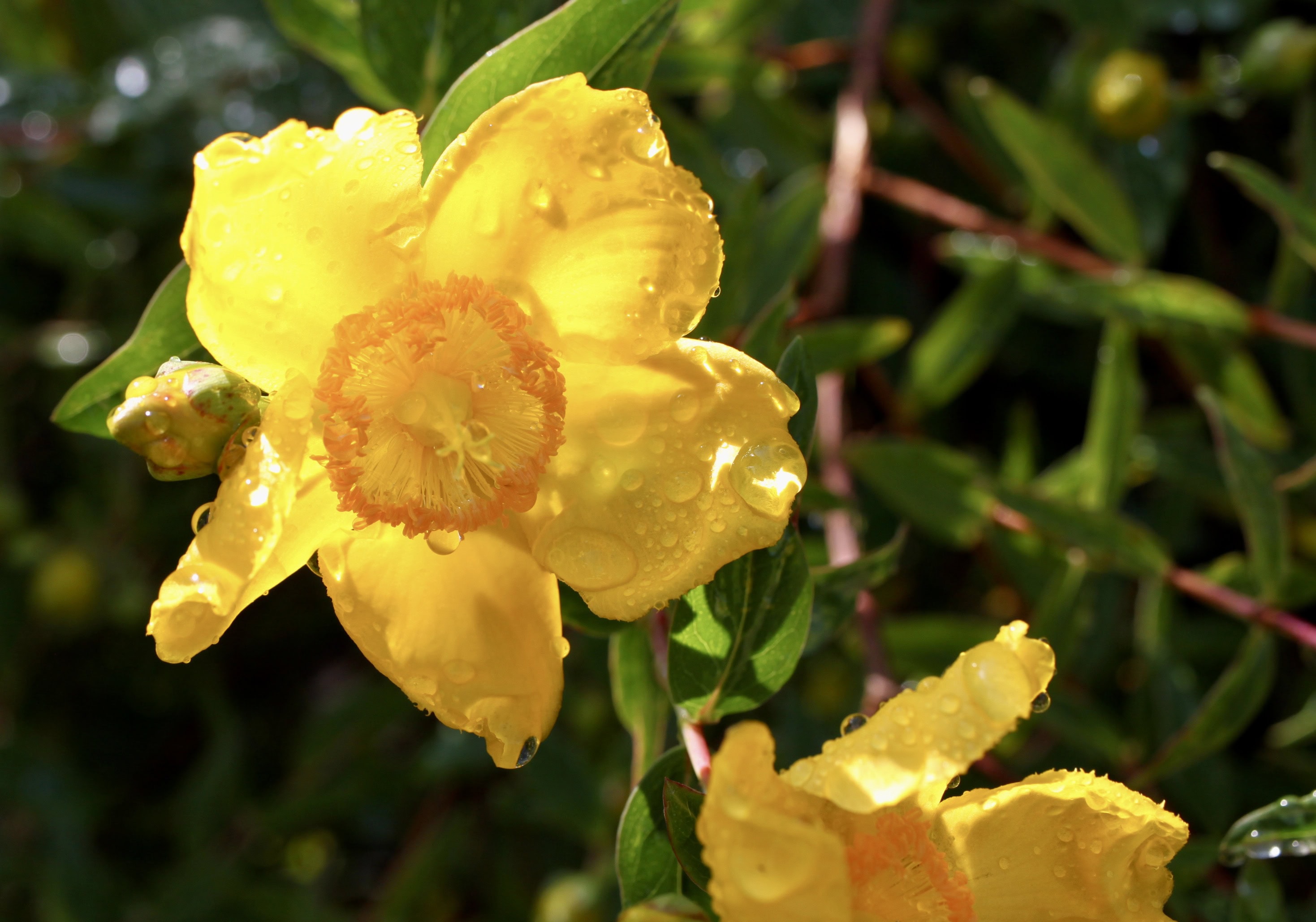 St John's Wort