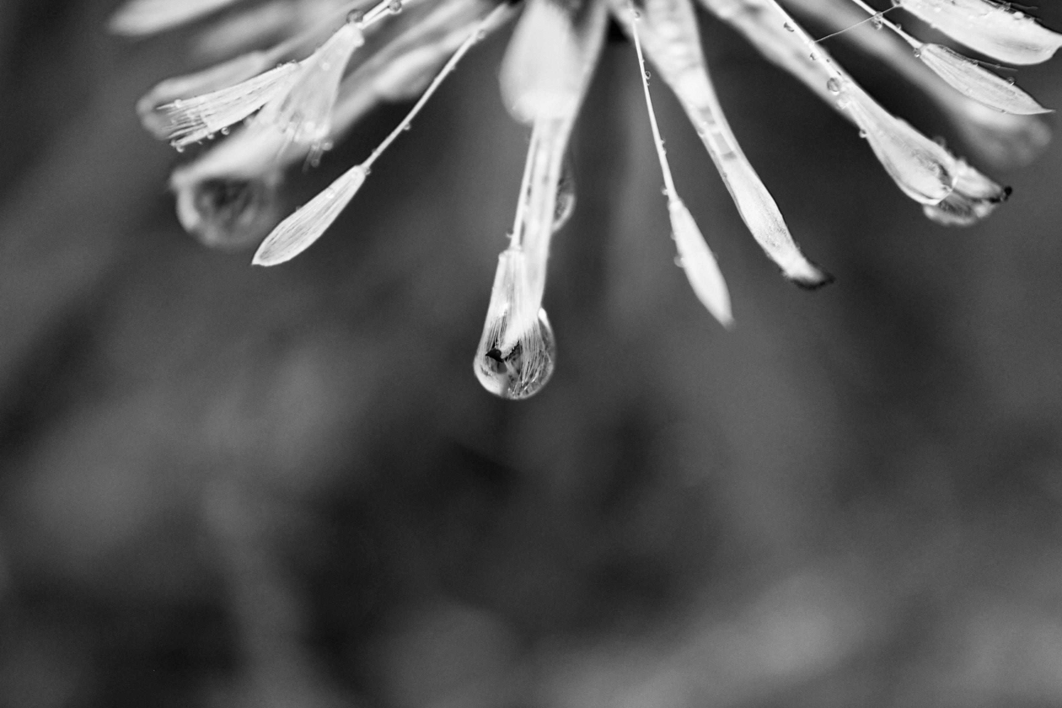 Wet wish with rain drop