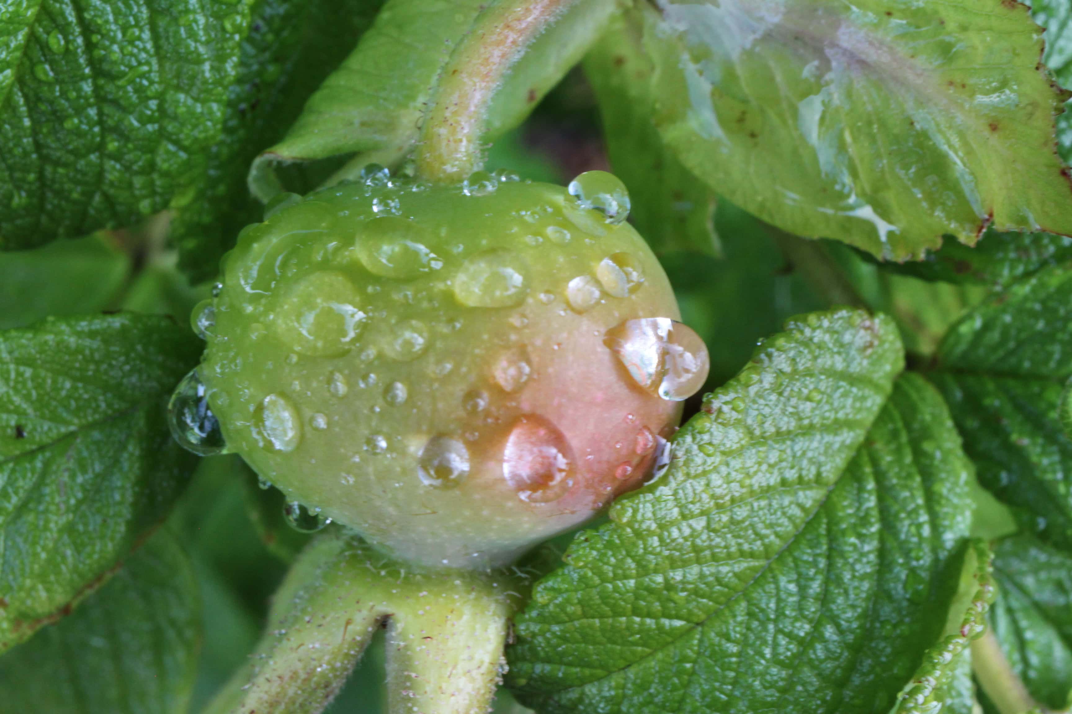 Rosehip