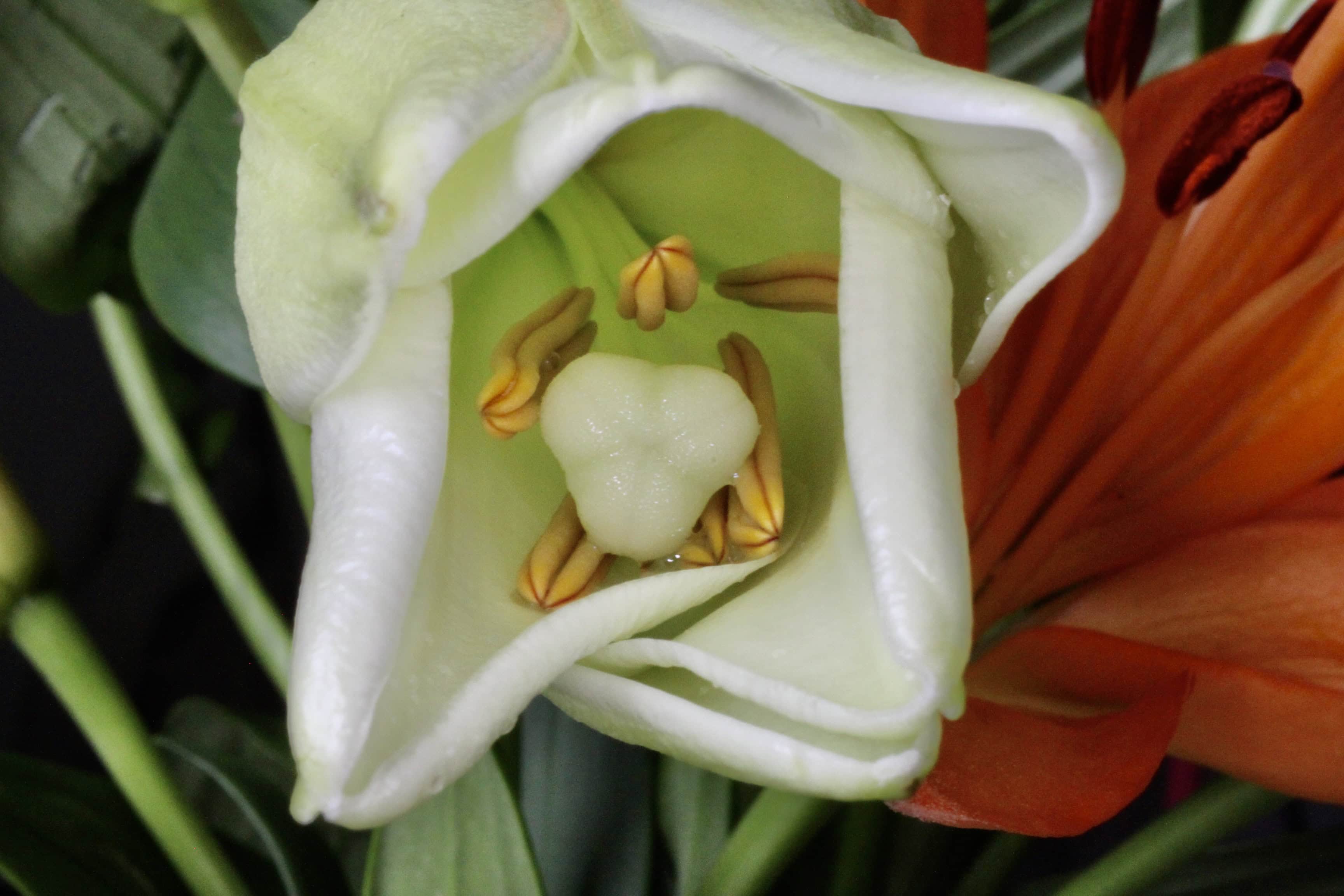 Lily Interior — Time For Macro