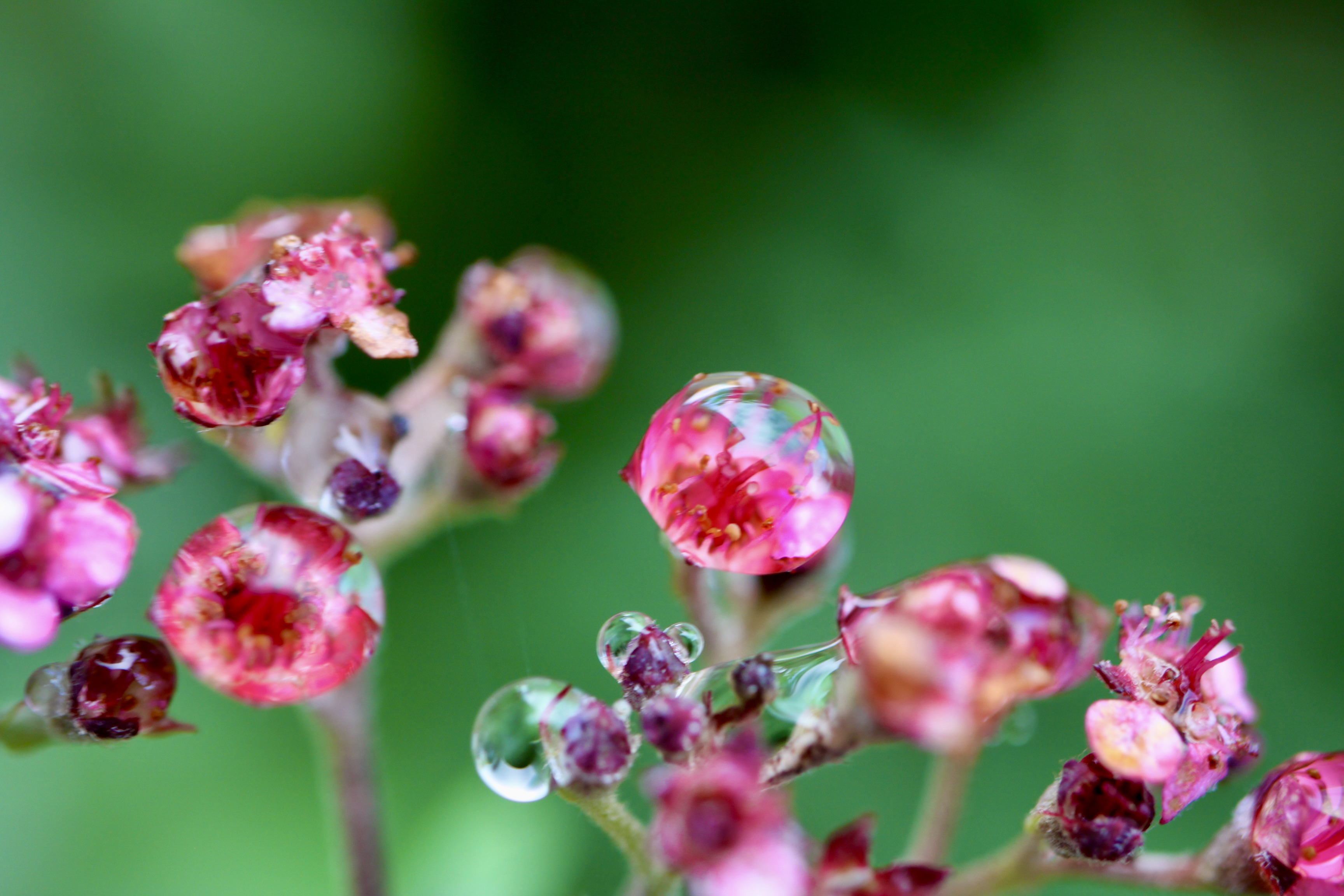 Encapsulated flower heads