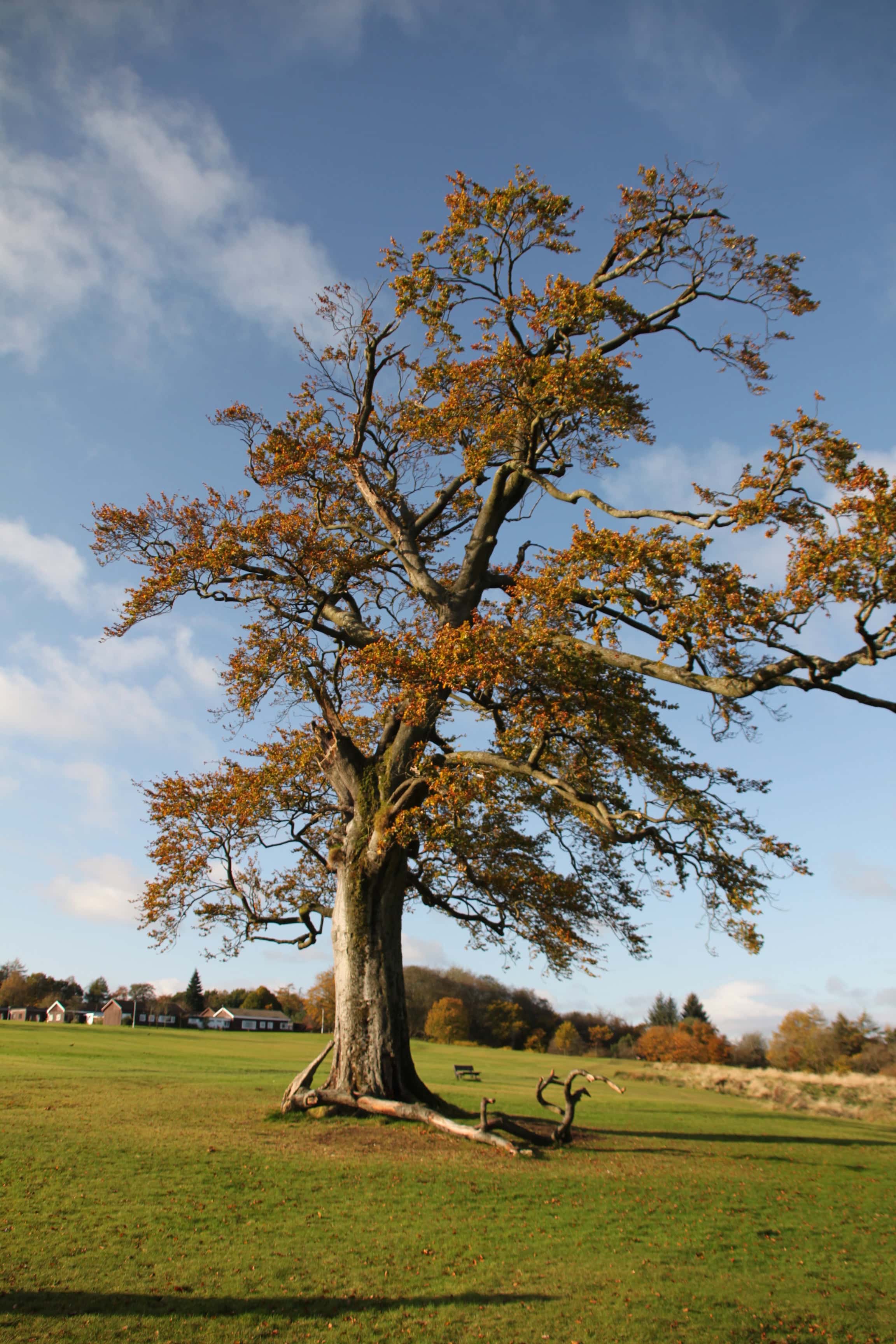 Cumberanuld House Park