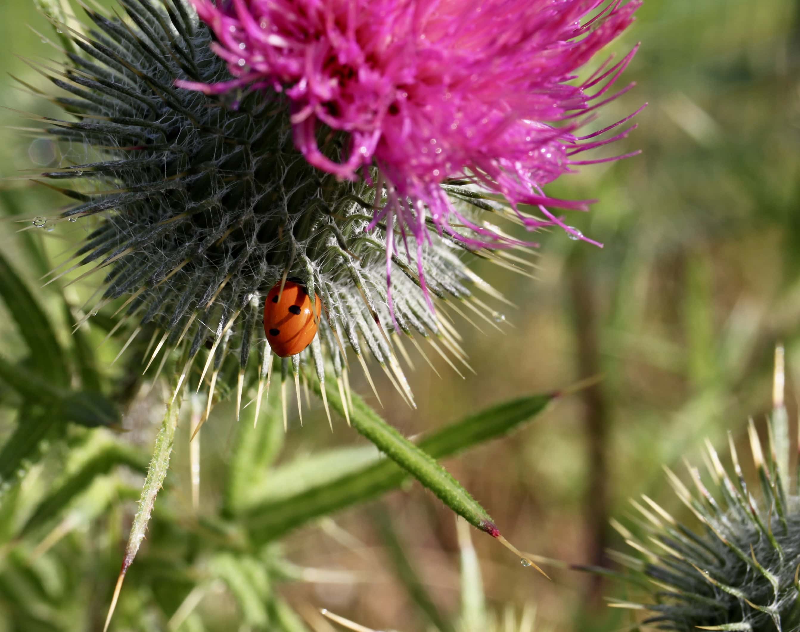 Lady bug