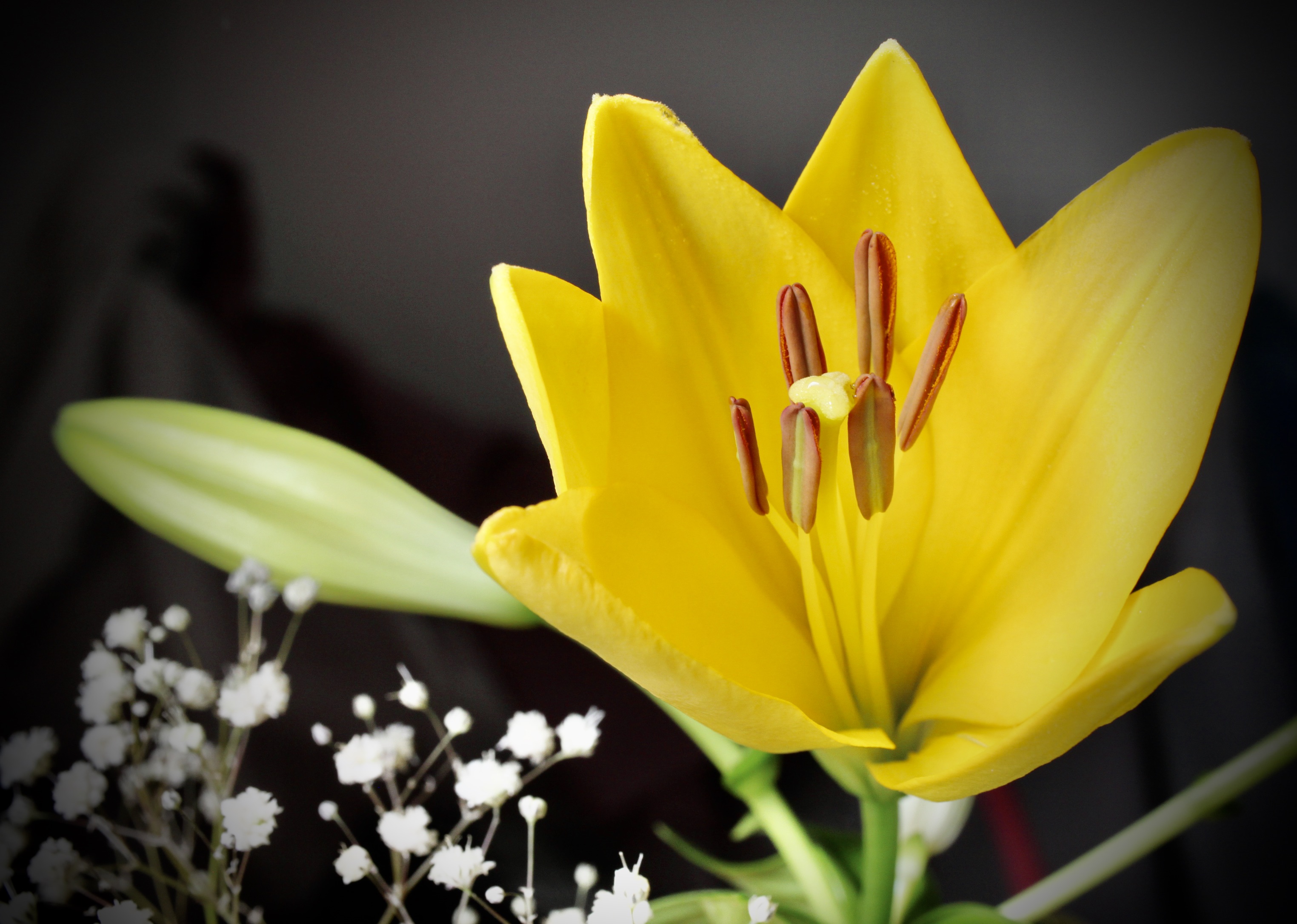 LA Lily