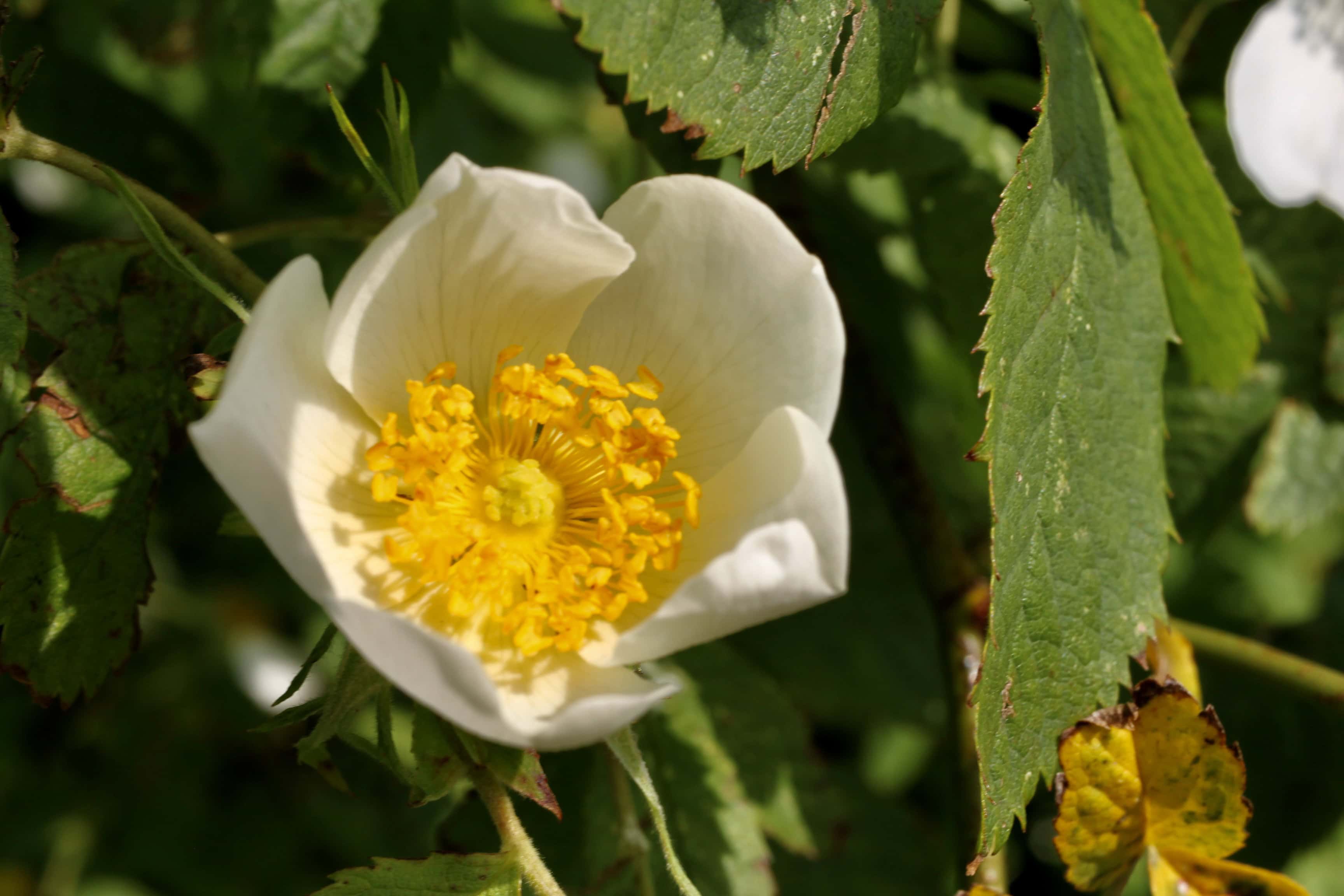 Wild rose