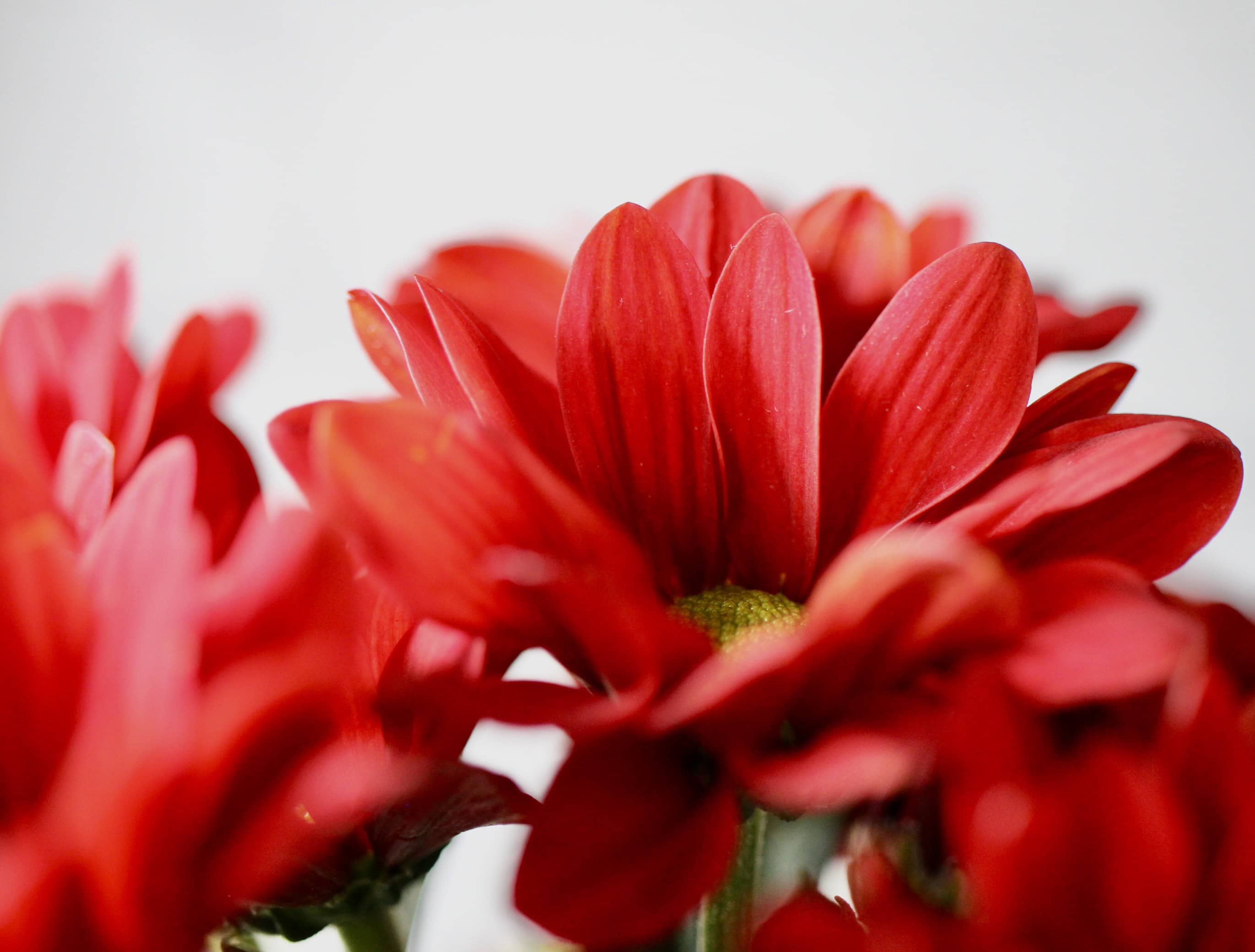 Red chrysanths
