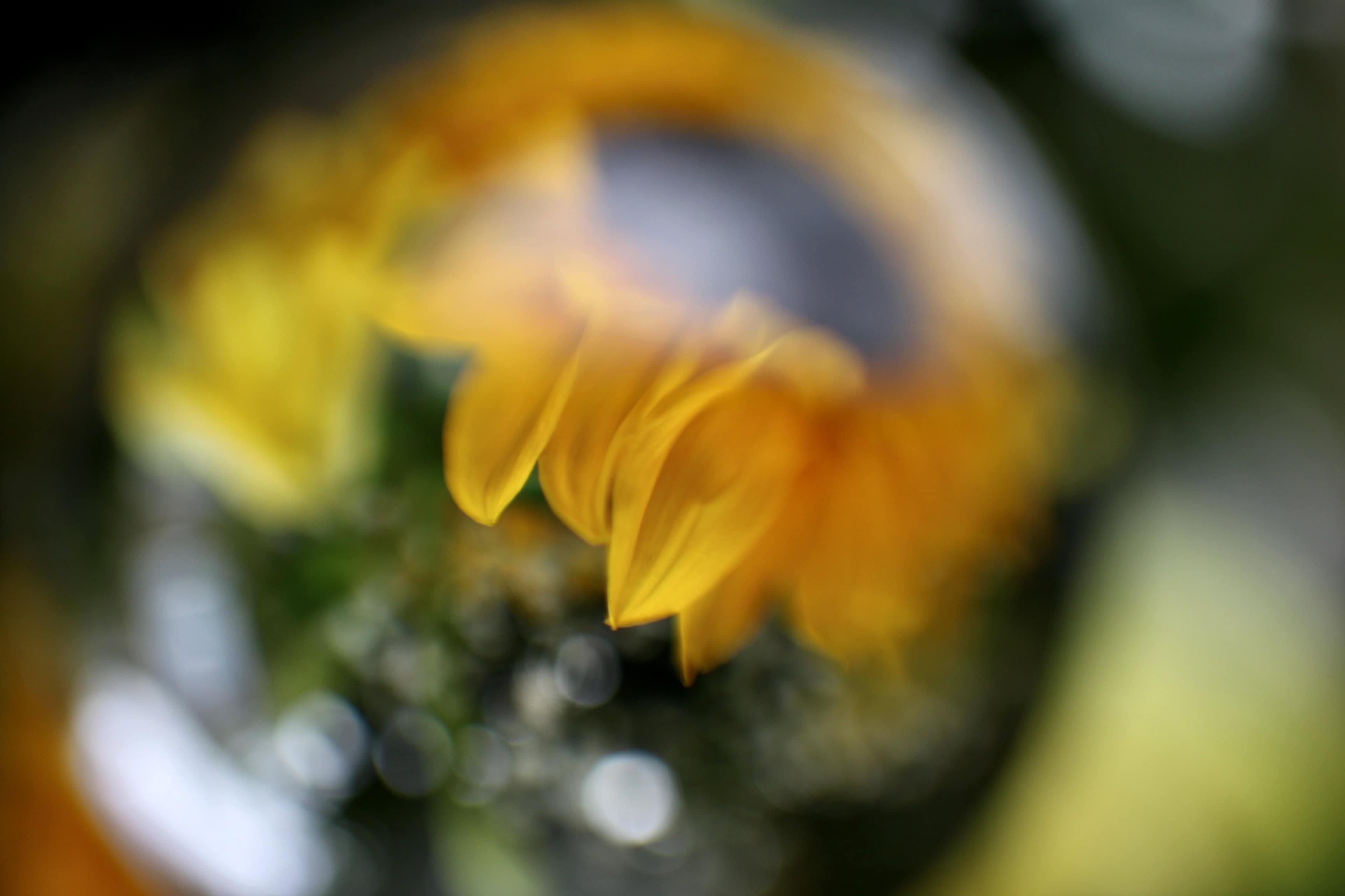 Sunflower petals