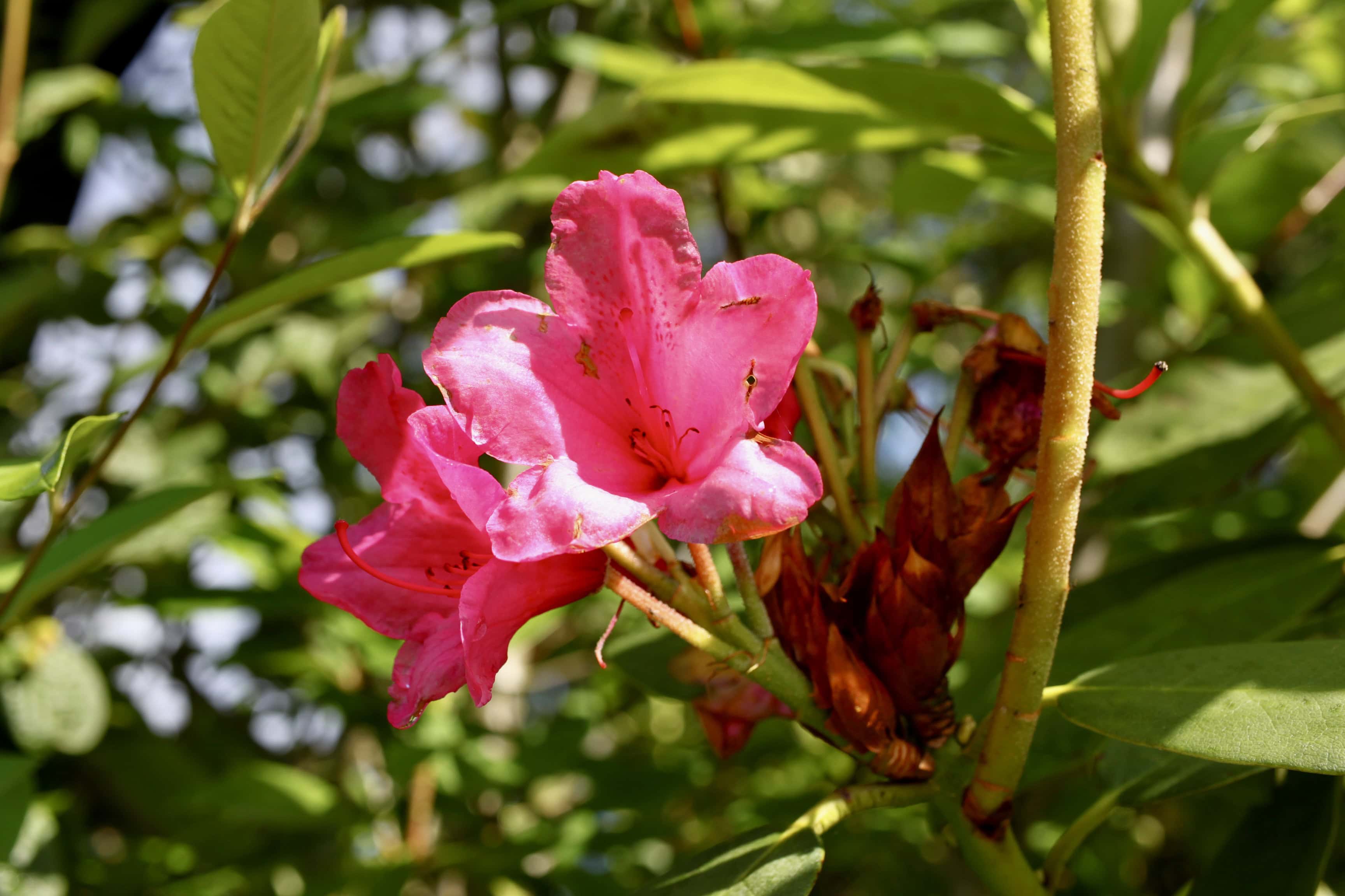 Pink rhodeys