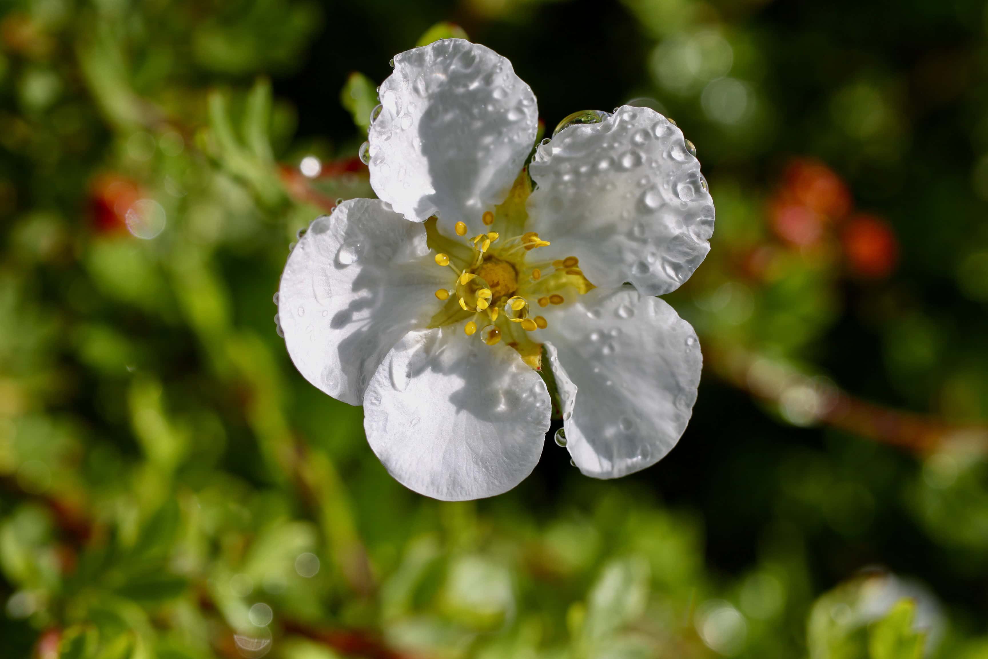 Evergreen rose