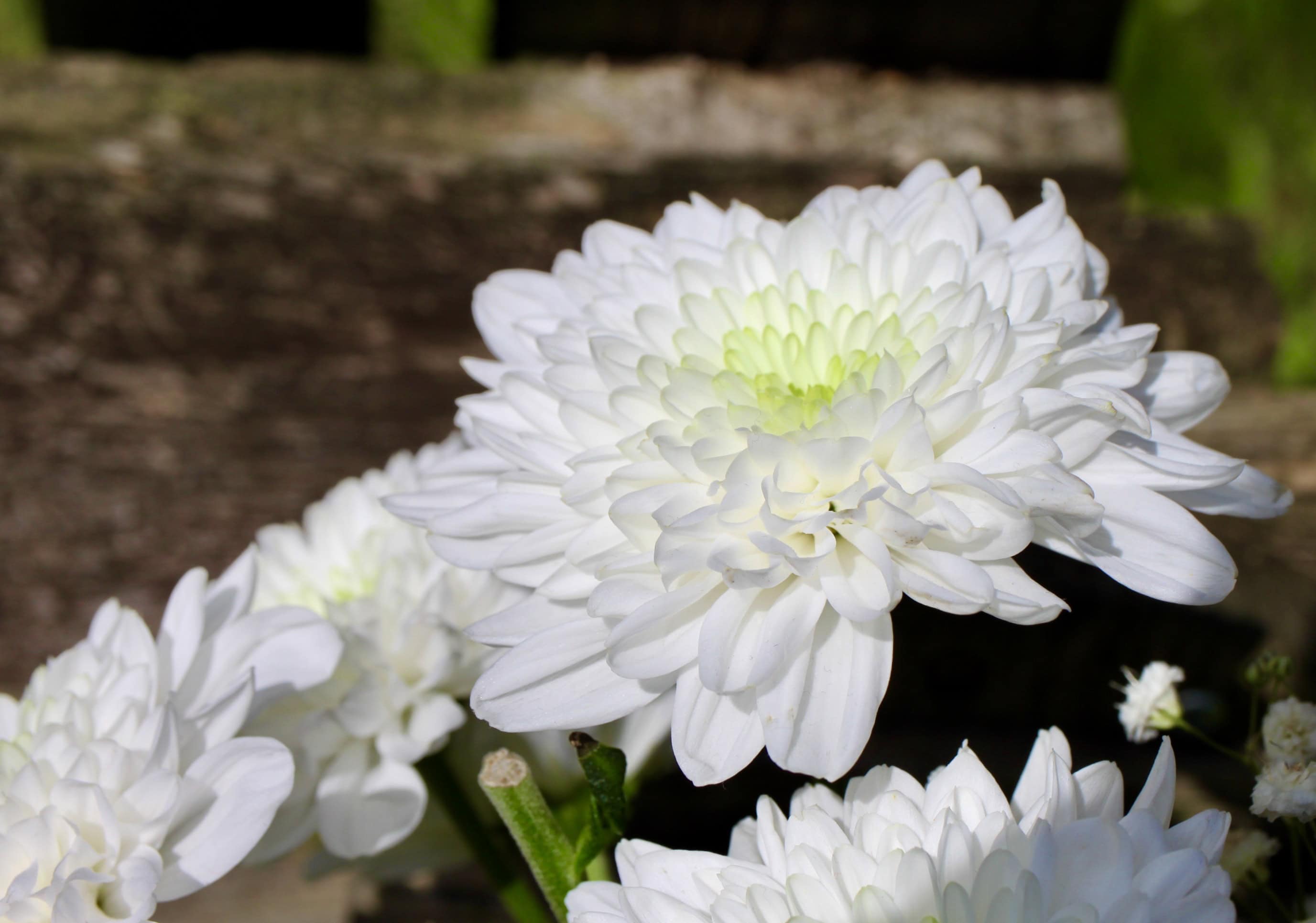 White Chrysanth