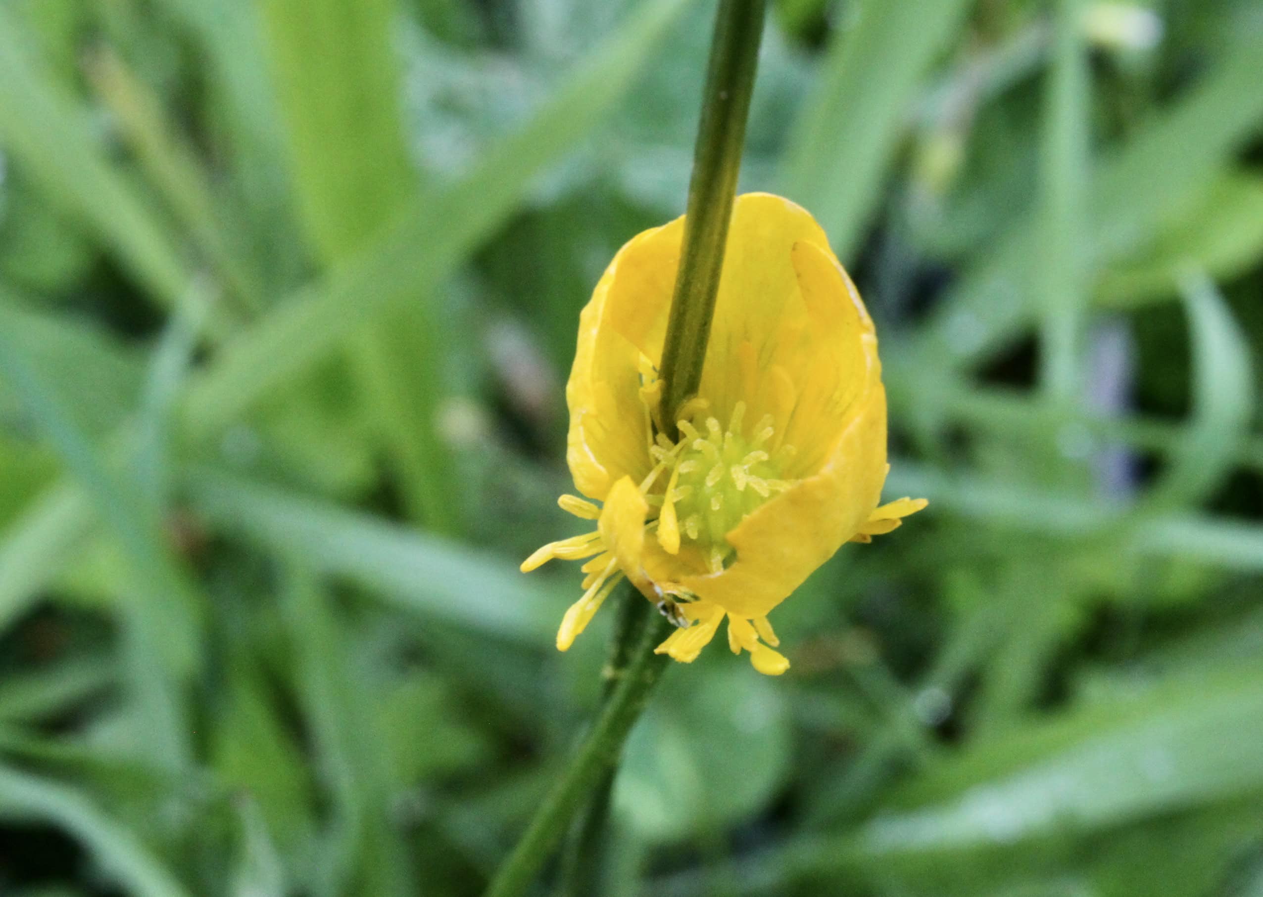 Buttercup Hugging a Grass Stem — Time for Macro