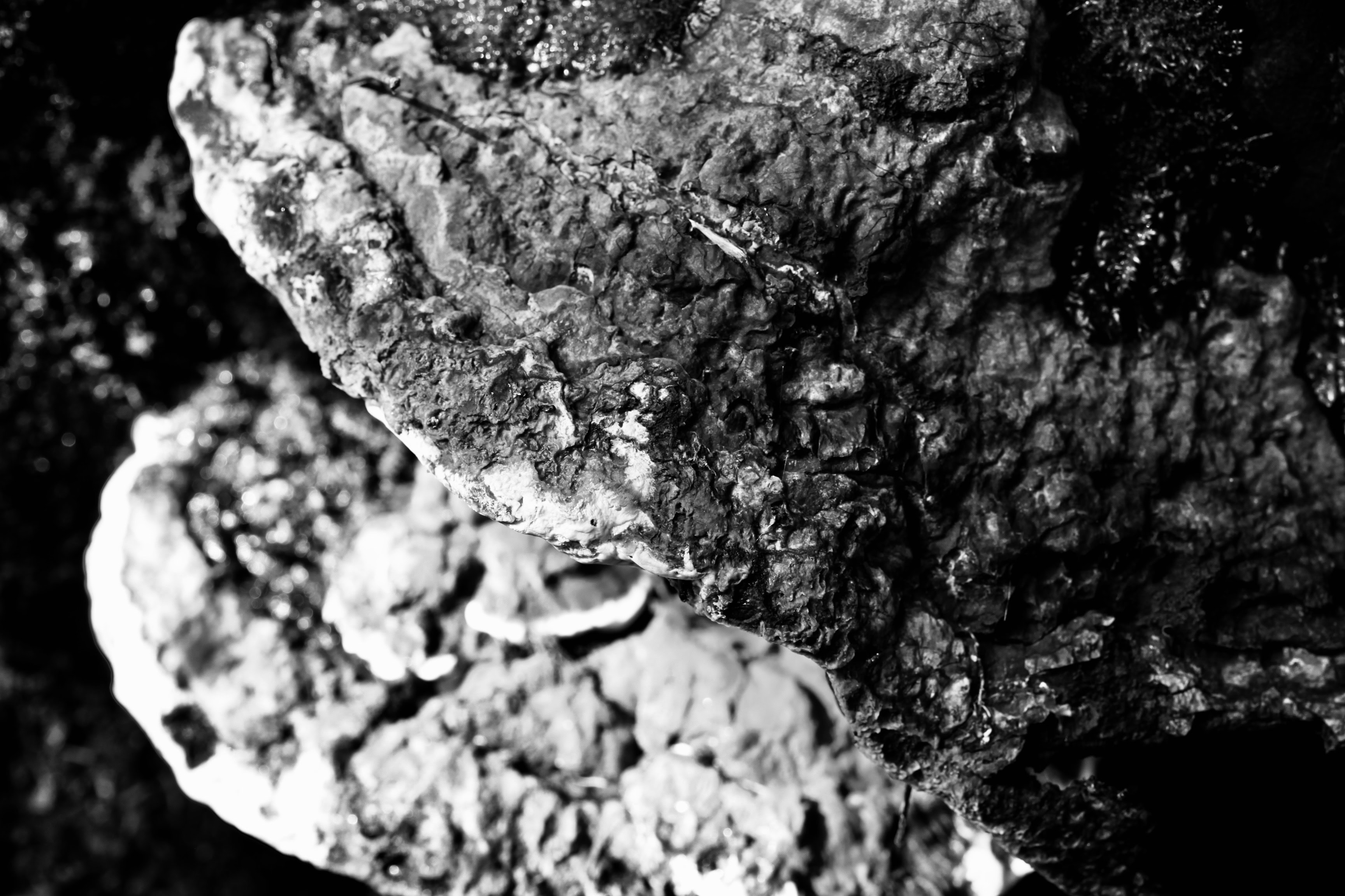 Fungus