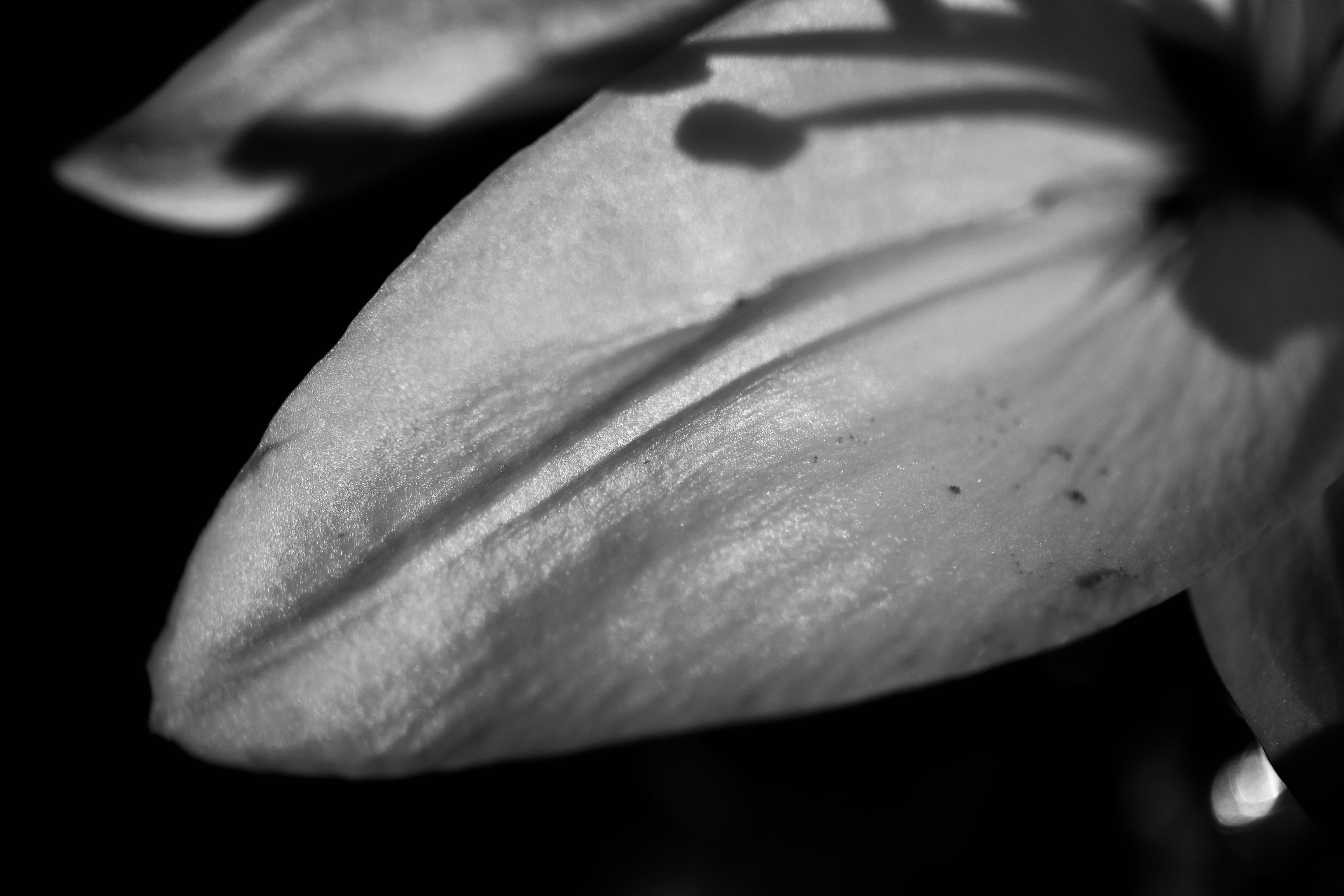 Lily petal