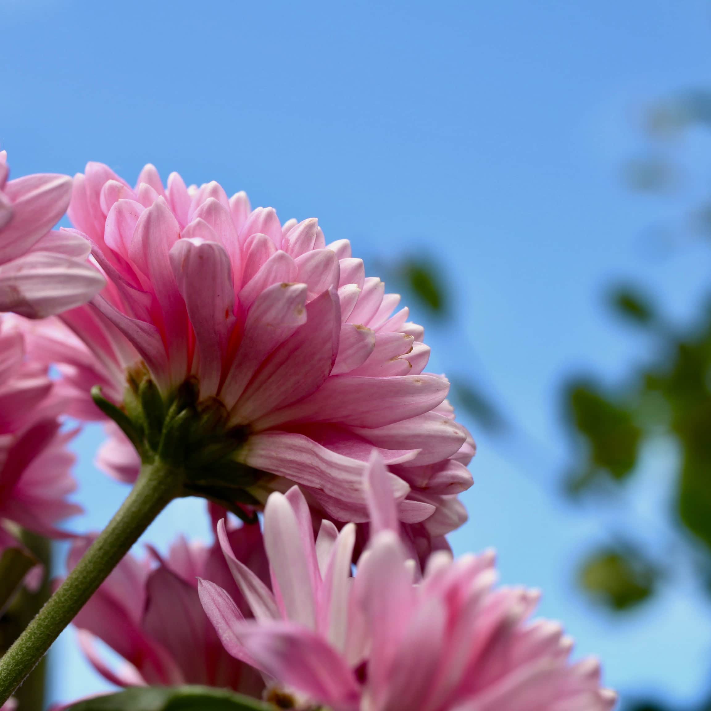Underside of chrysanth