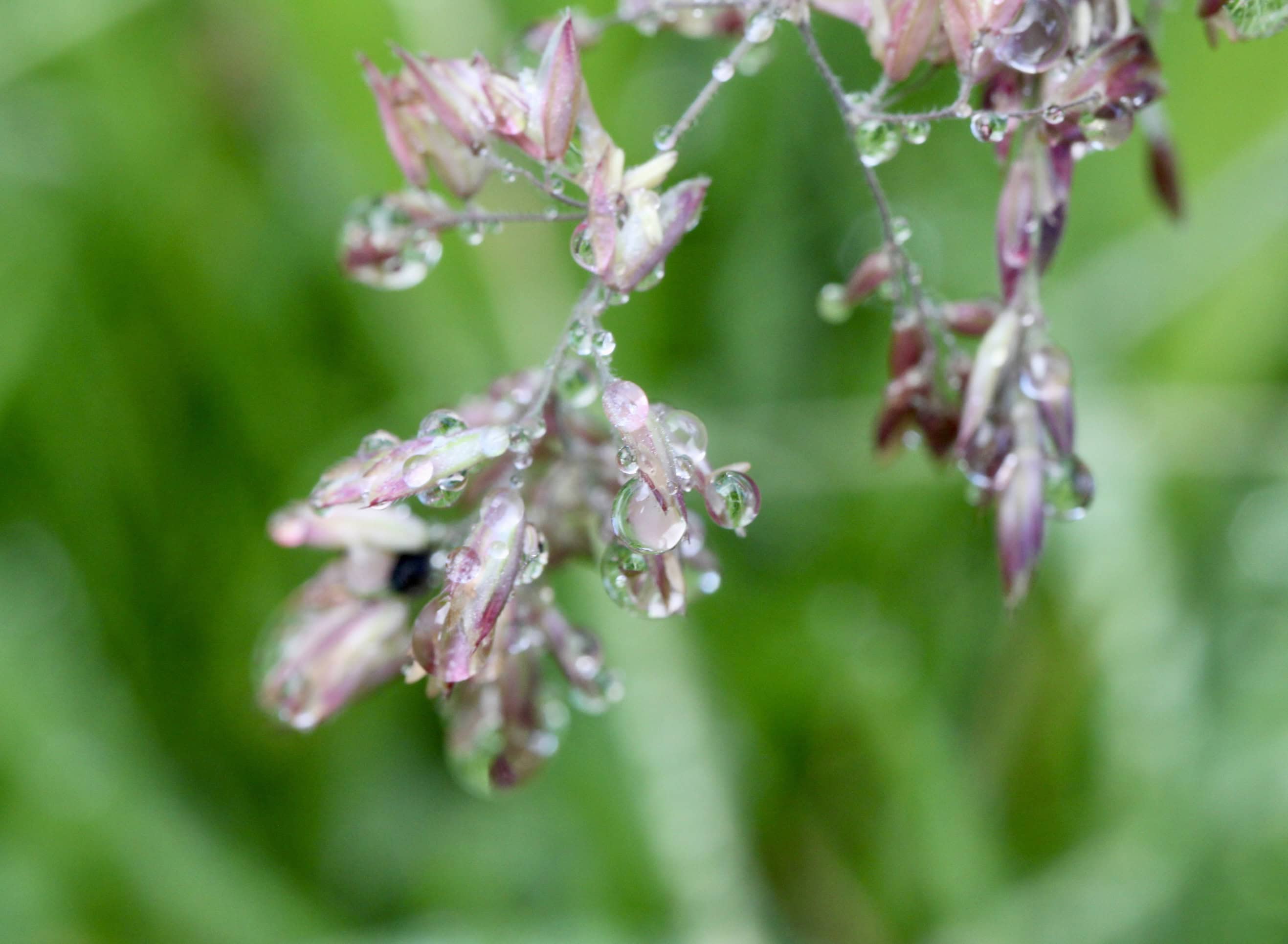 Water droplets on oat grass
