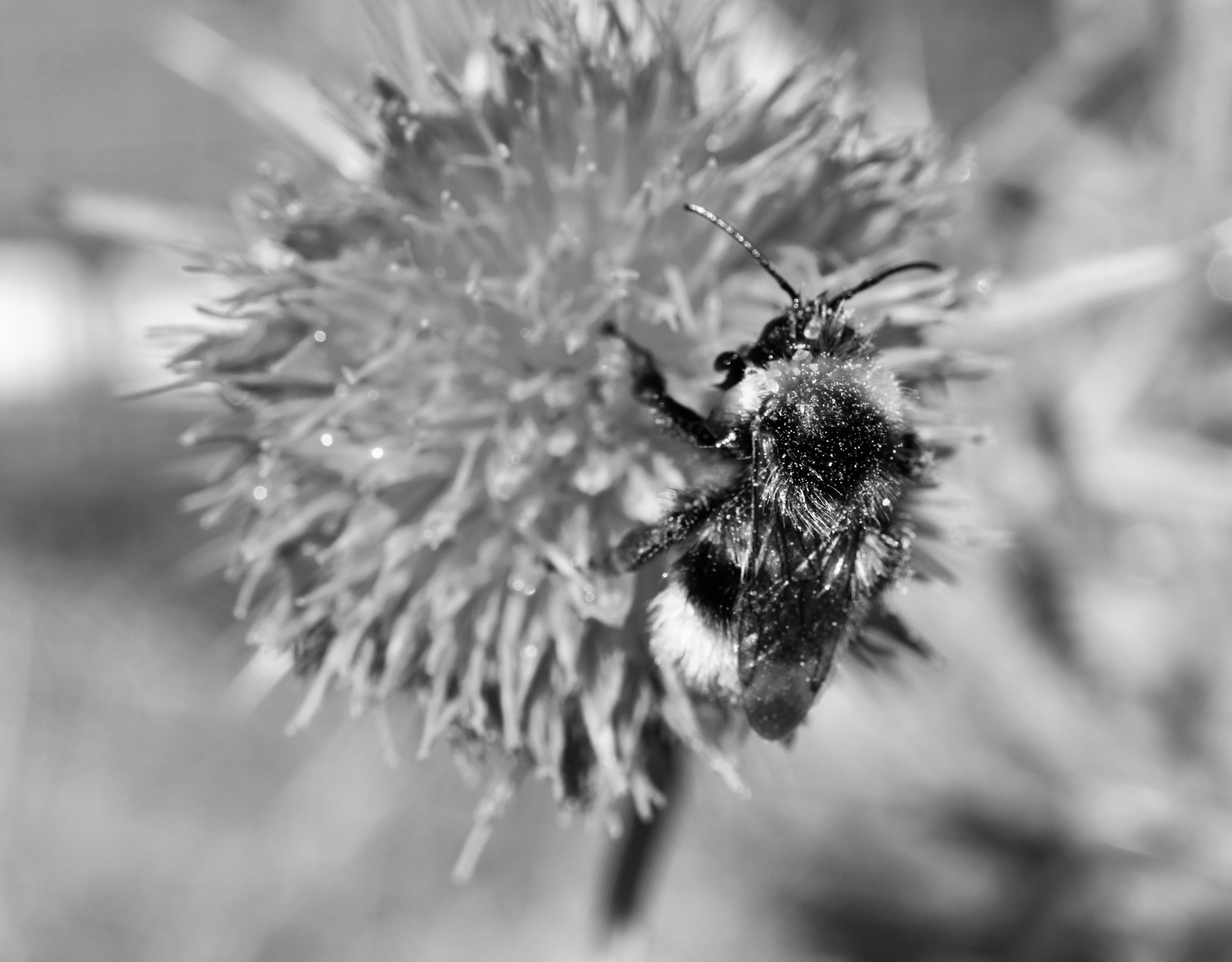 Bee