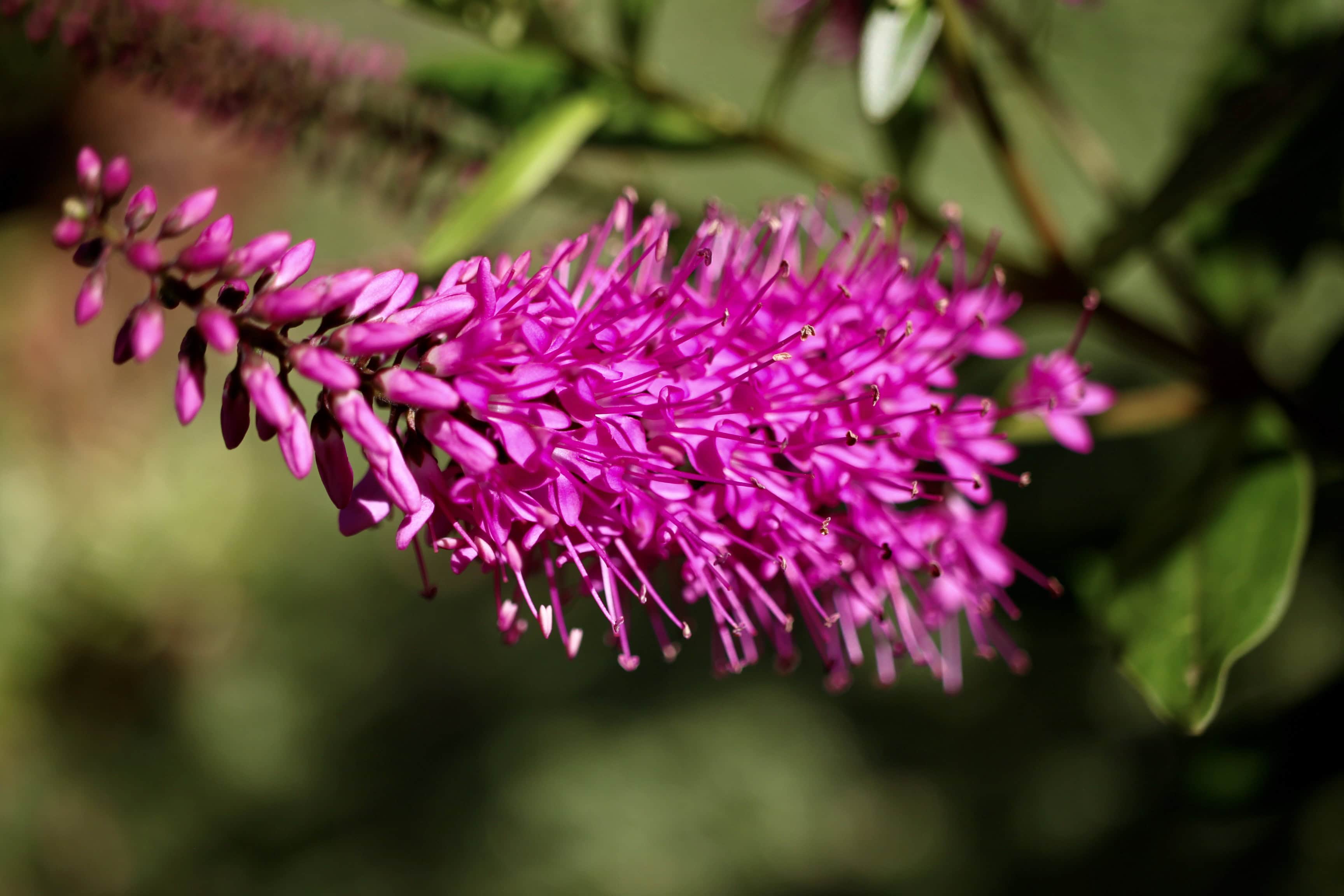 Pink hebe