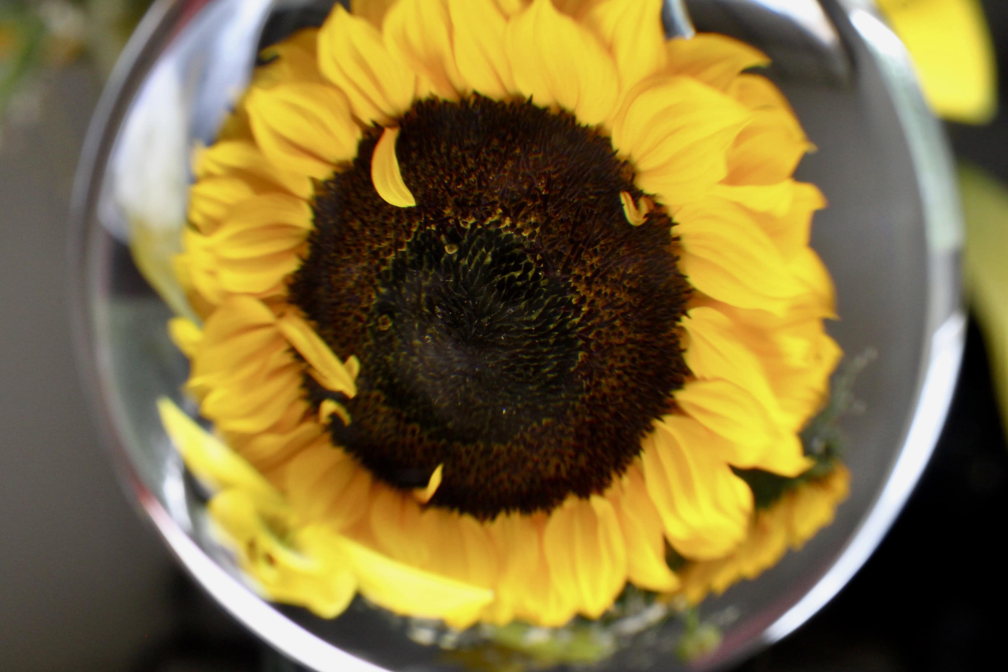 Lensball sunflower