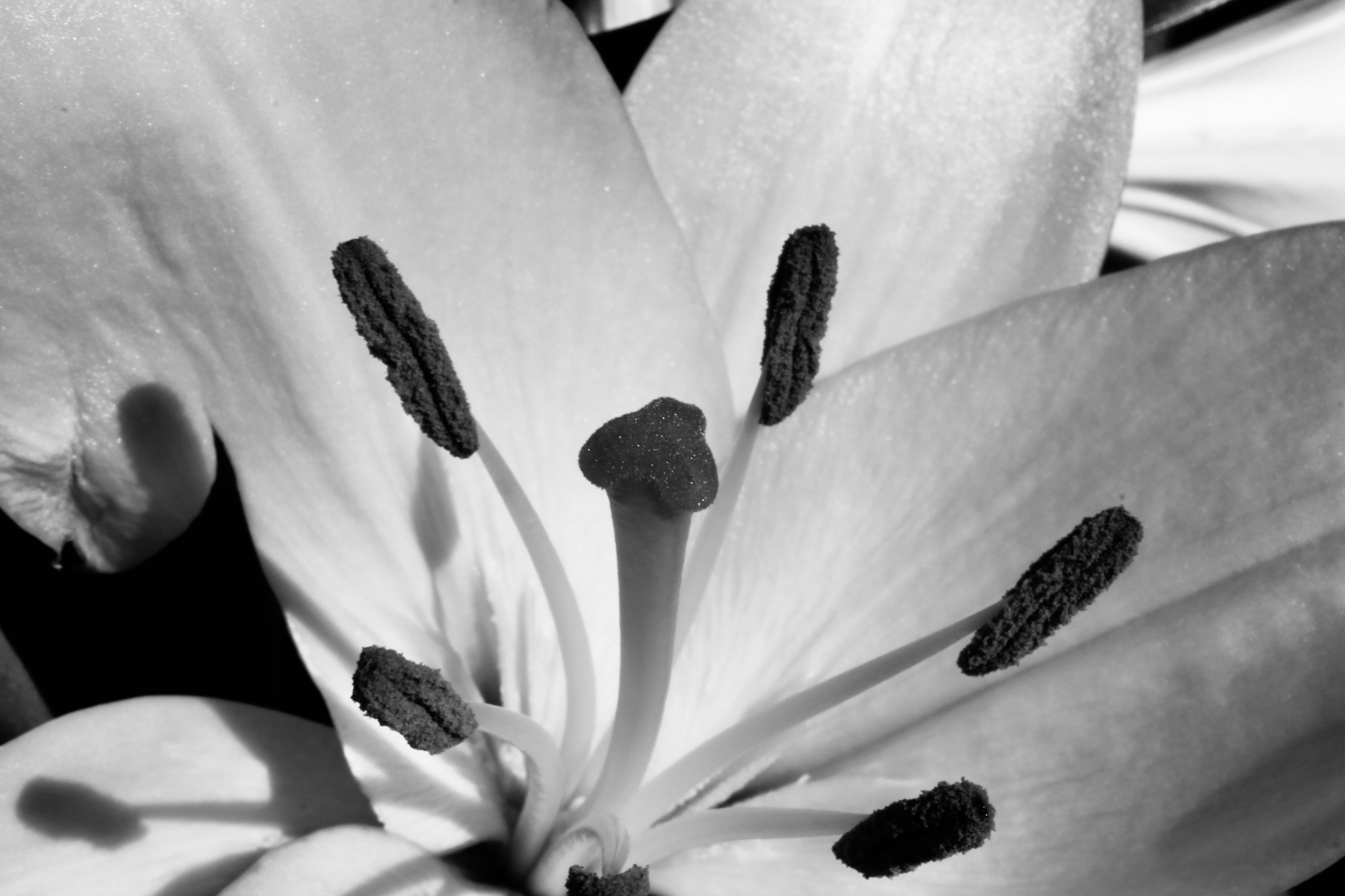 Lily