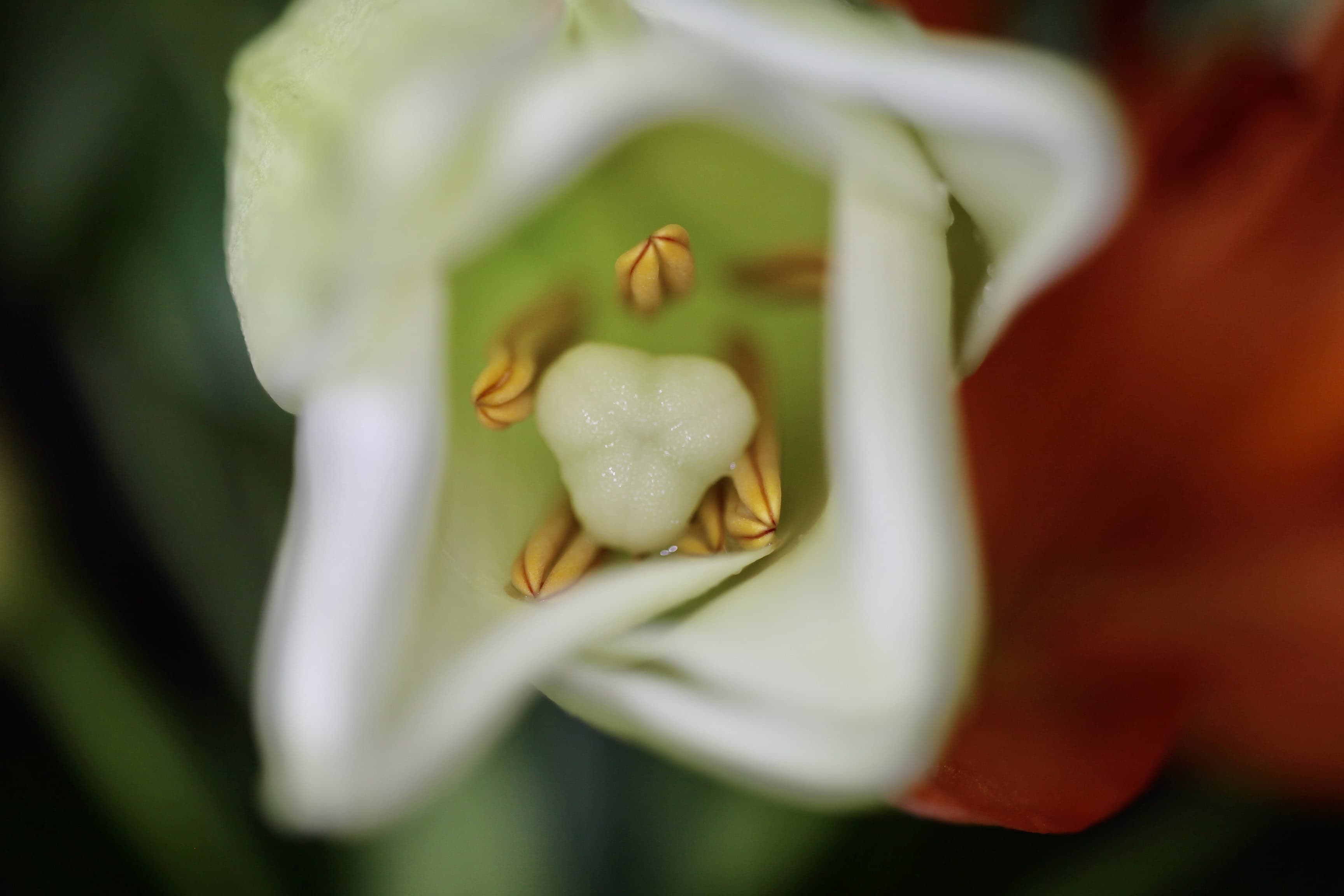 LA Lily at f/2.8