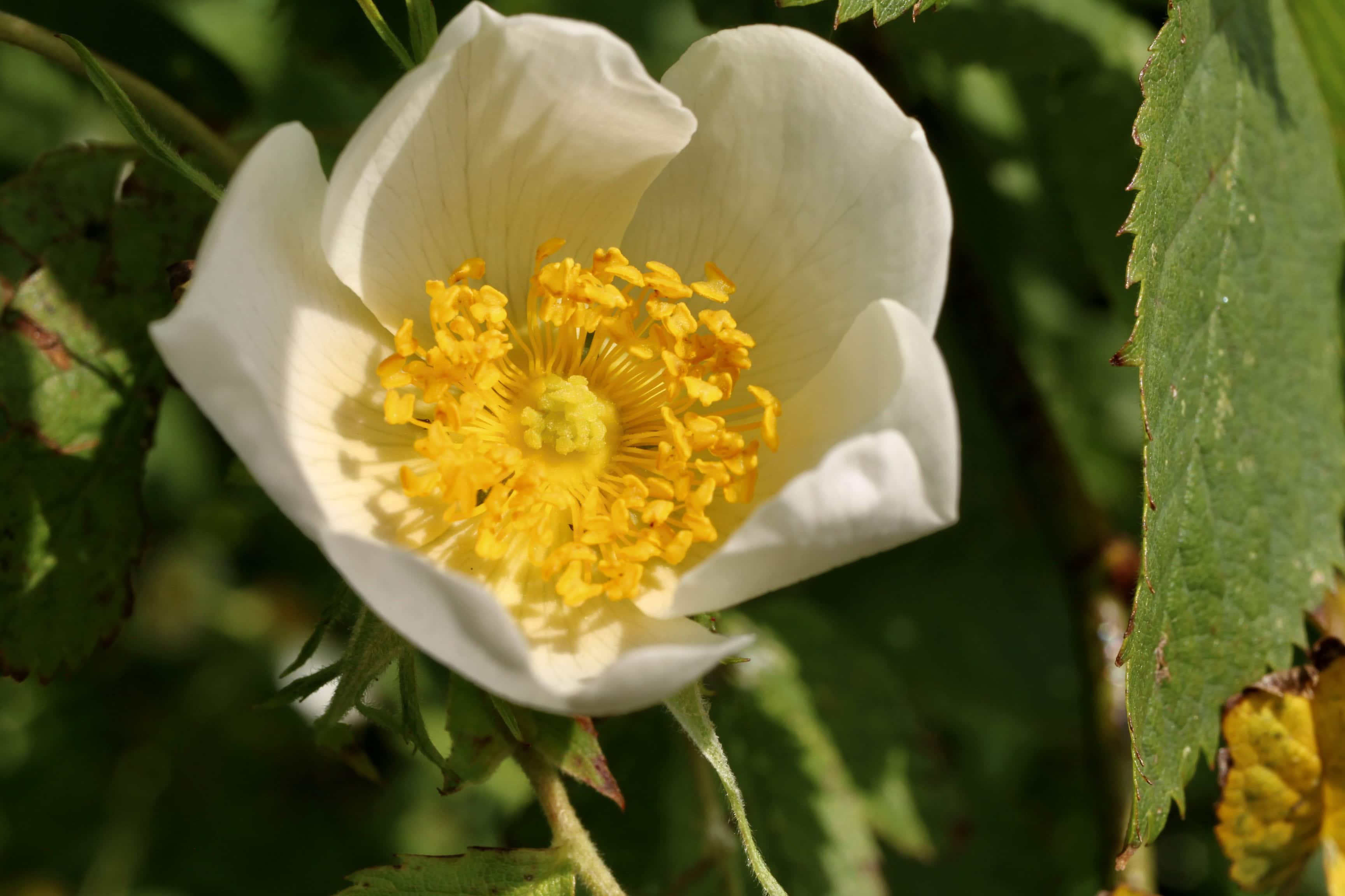 Wild Rose — FOTD Jul 17
