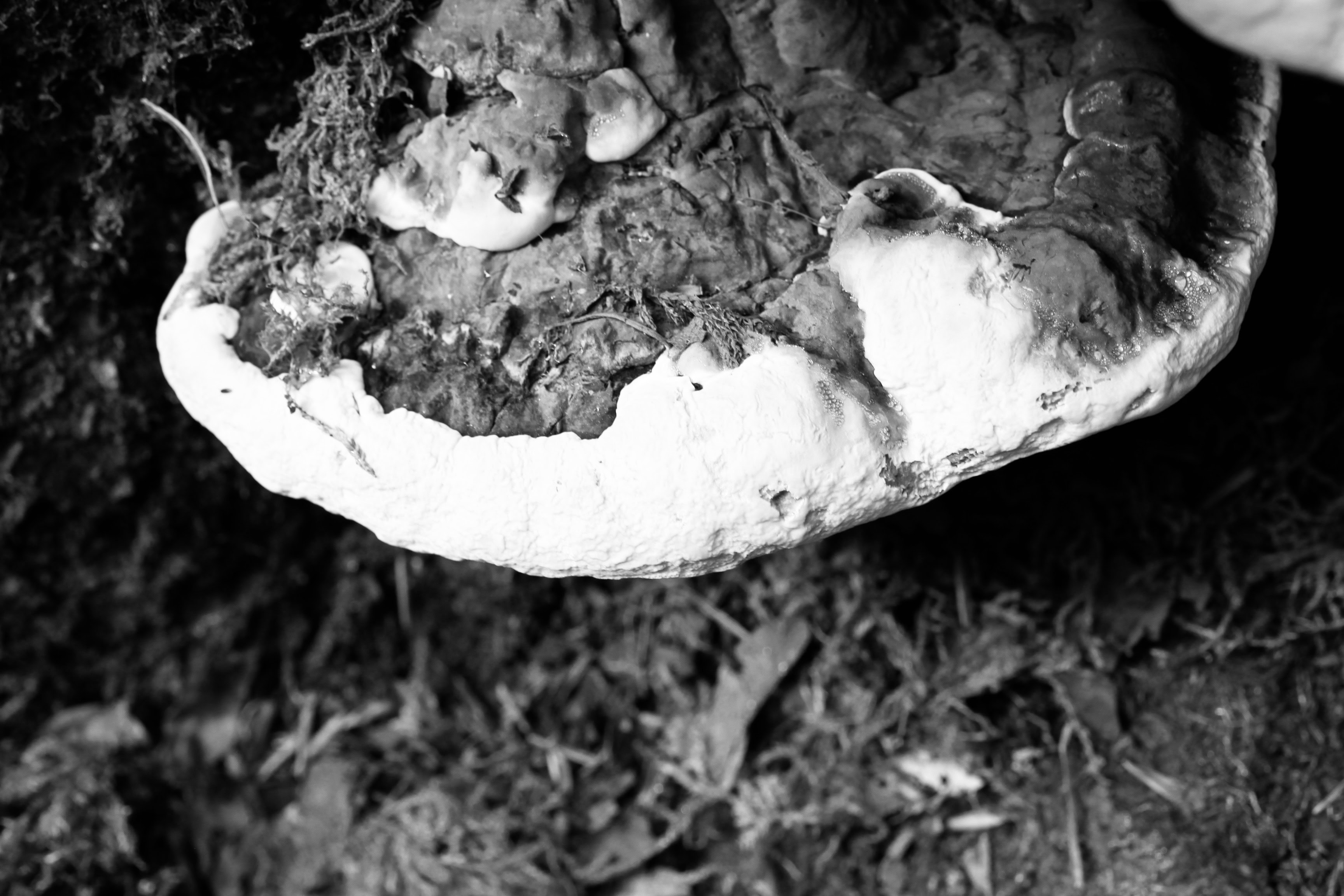 Fungus