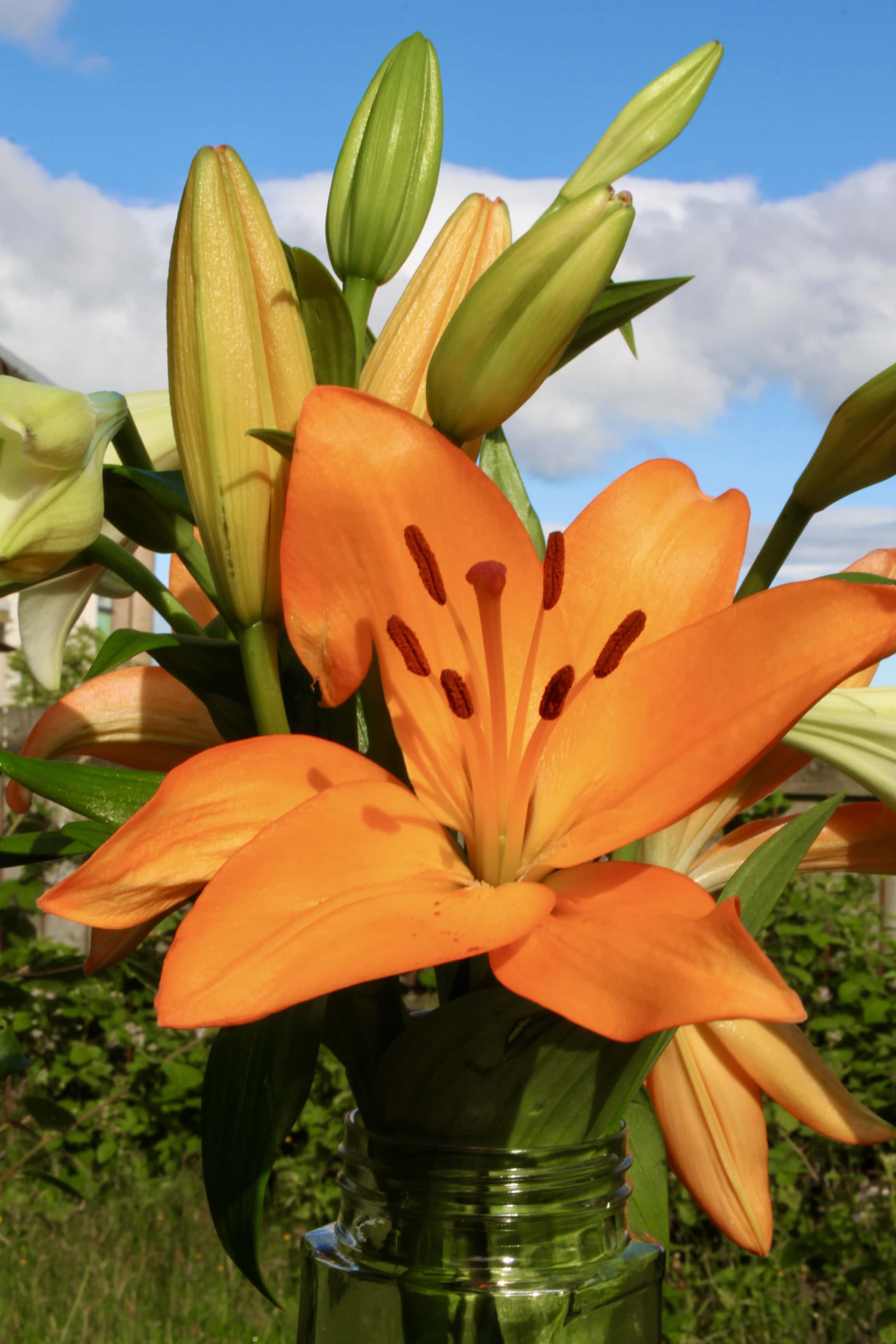 Longi lily