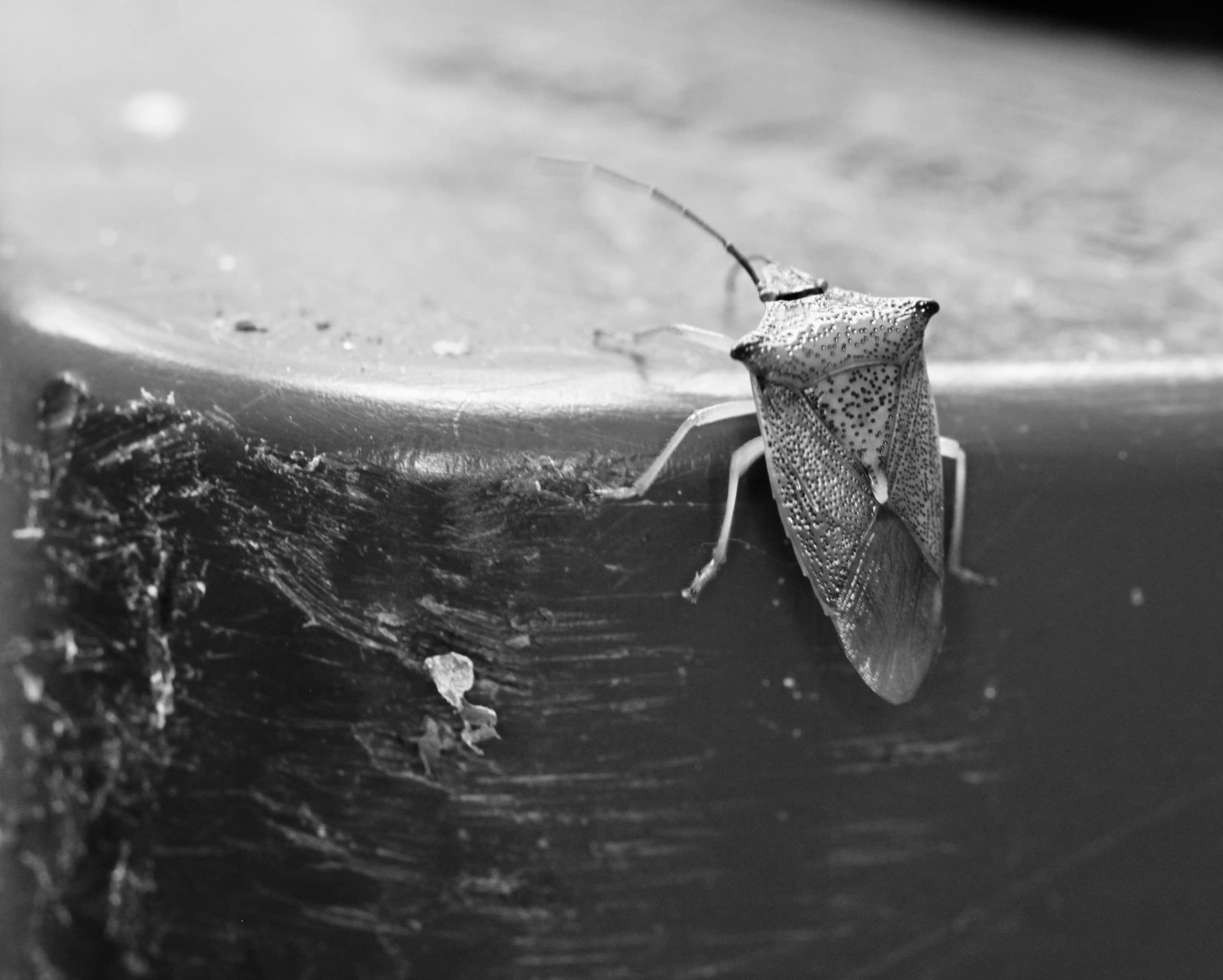Shield bug