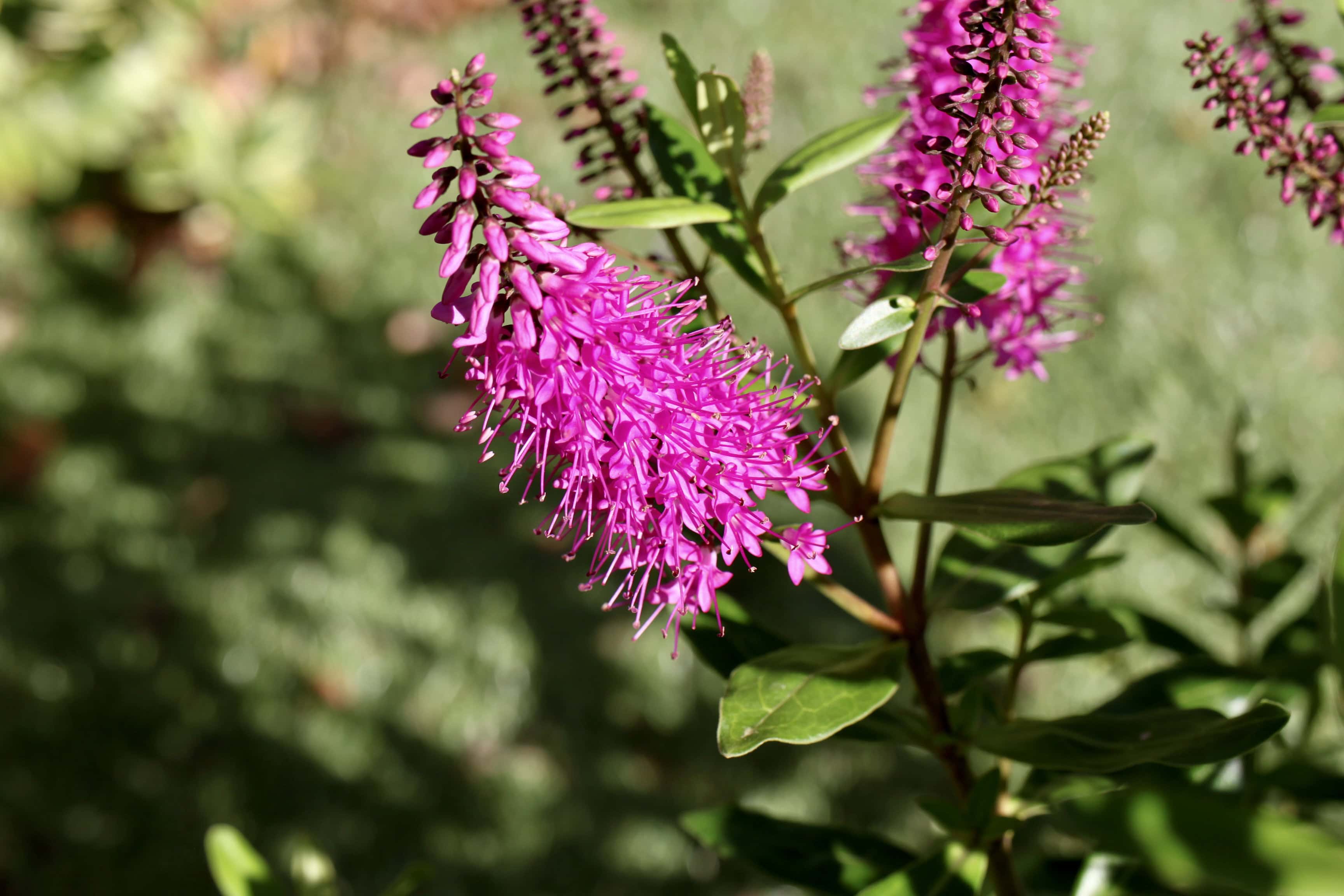 Pink Hebe — FOTD Jul 22