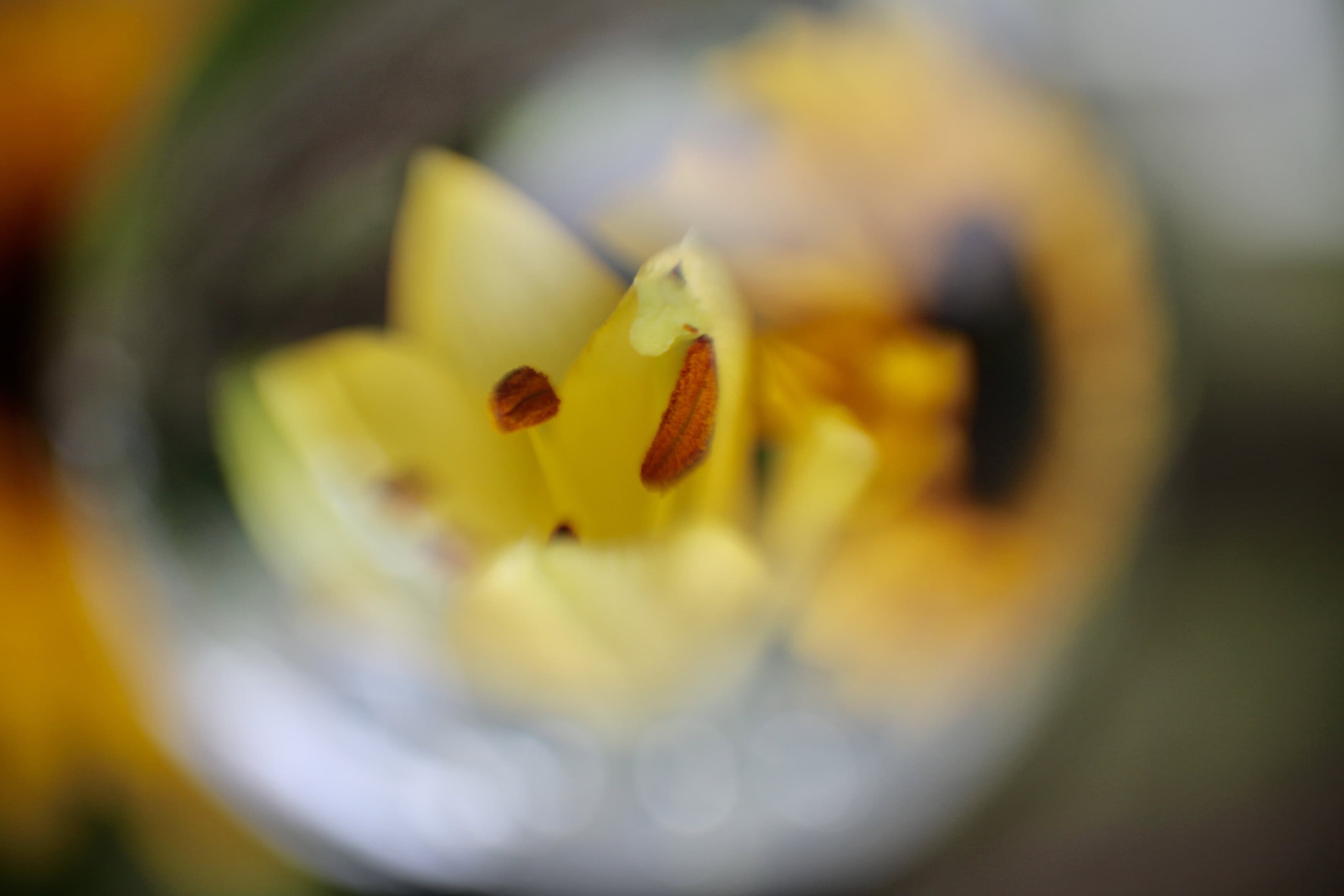 Lily in a lensball