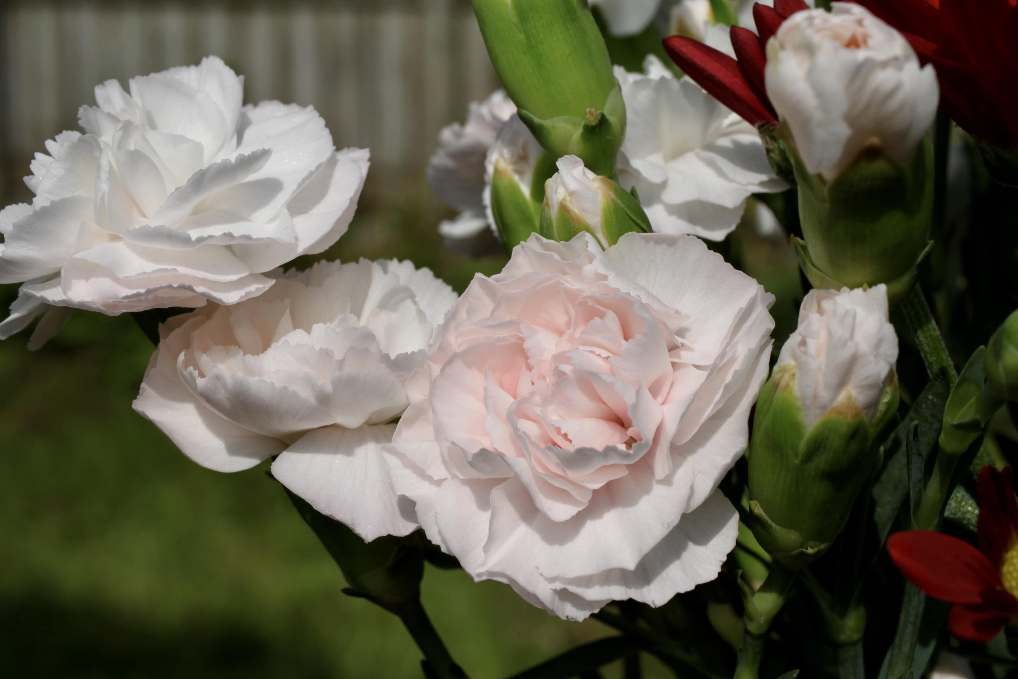 Pale pink carnations