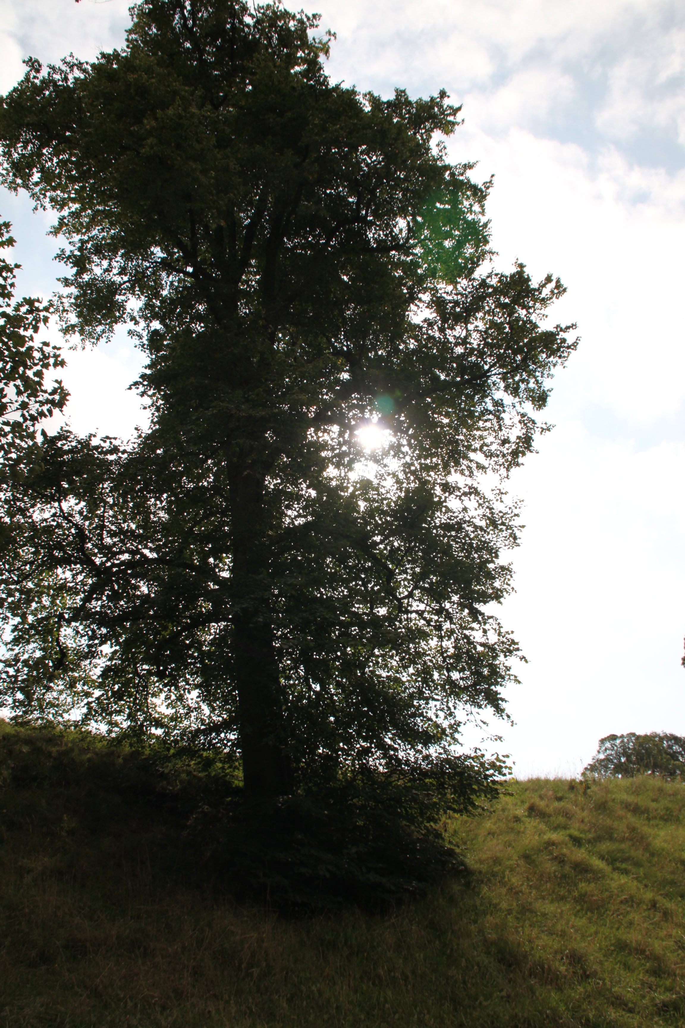 Sun through the tree