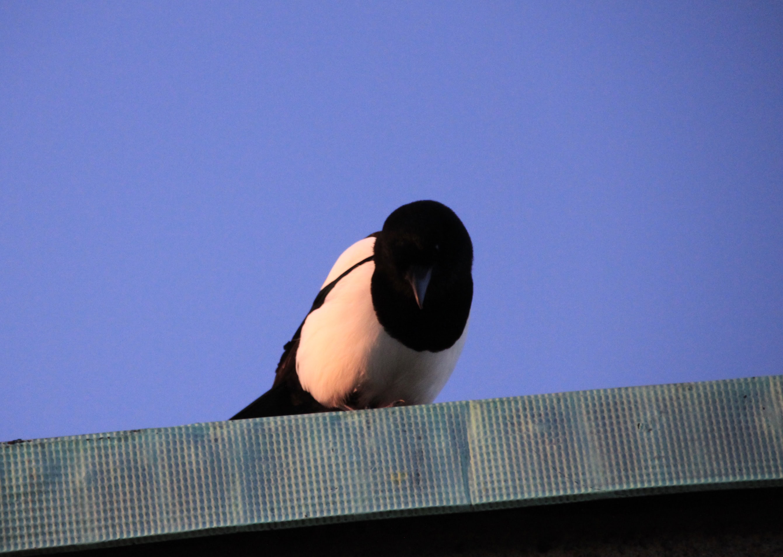 Nosy magpie
