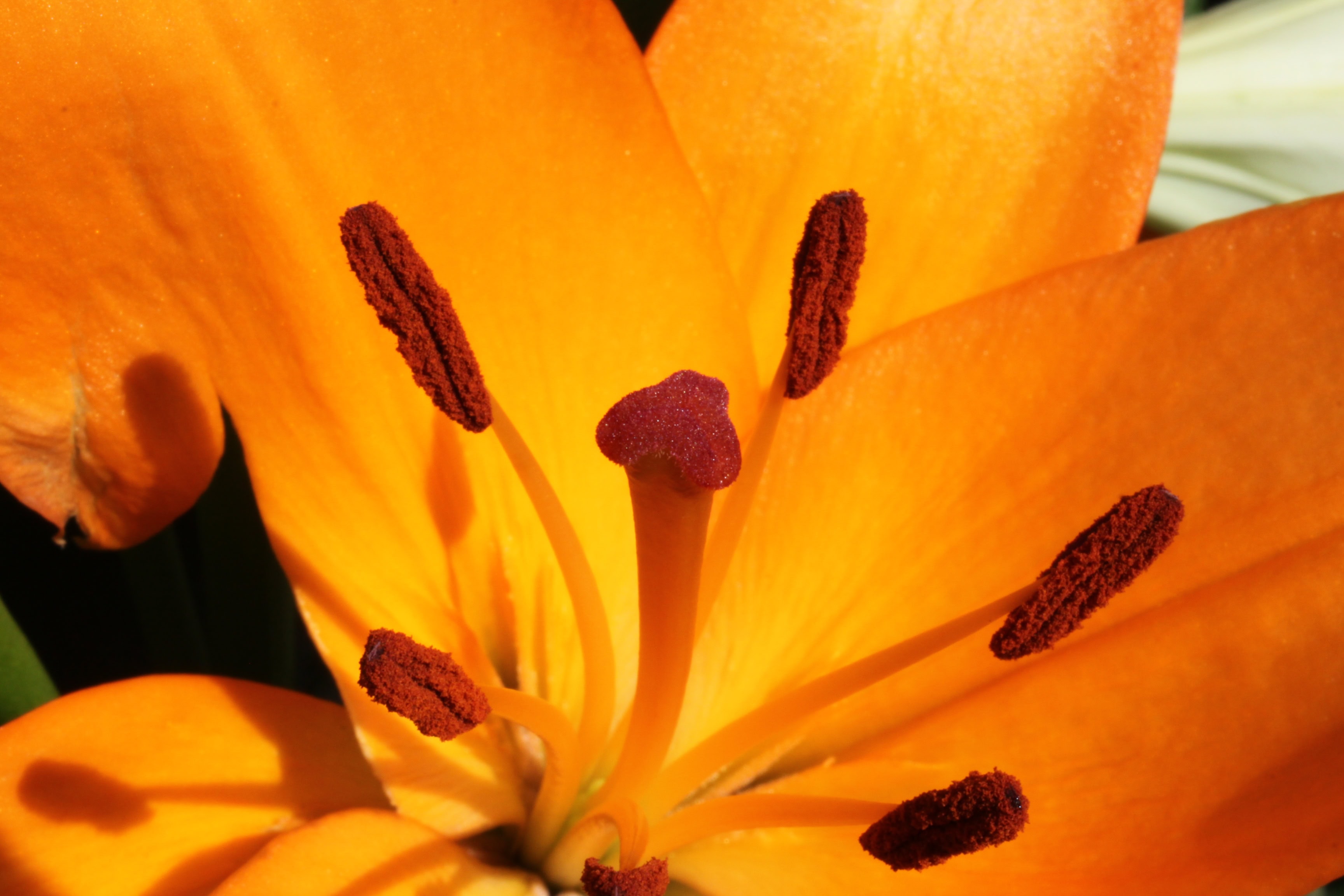 Orange Cala Lily
