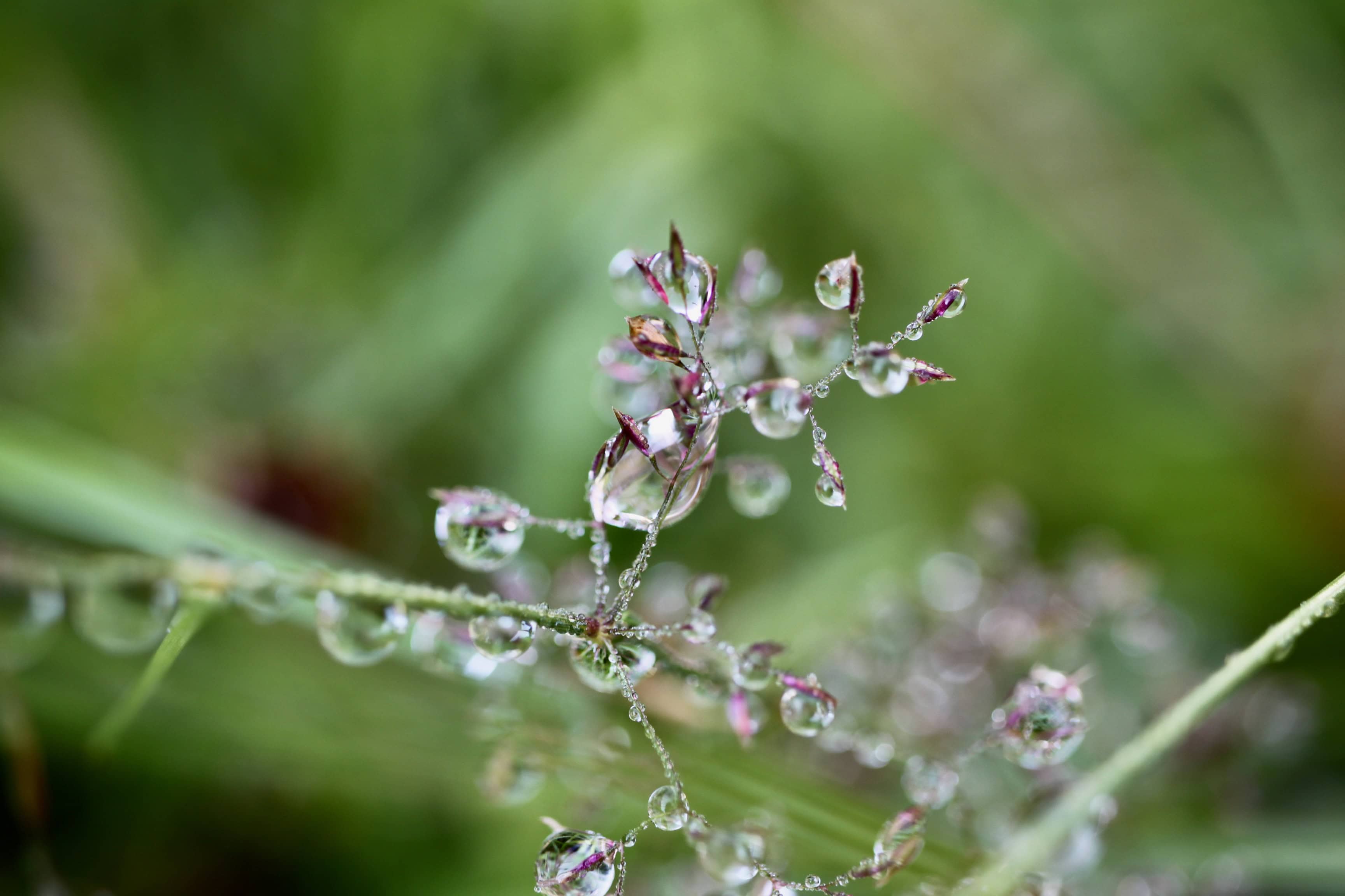 Raindrops on oat grass