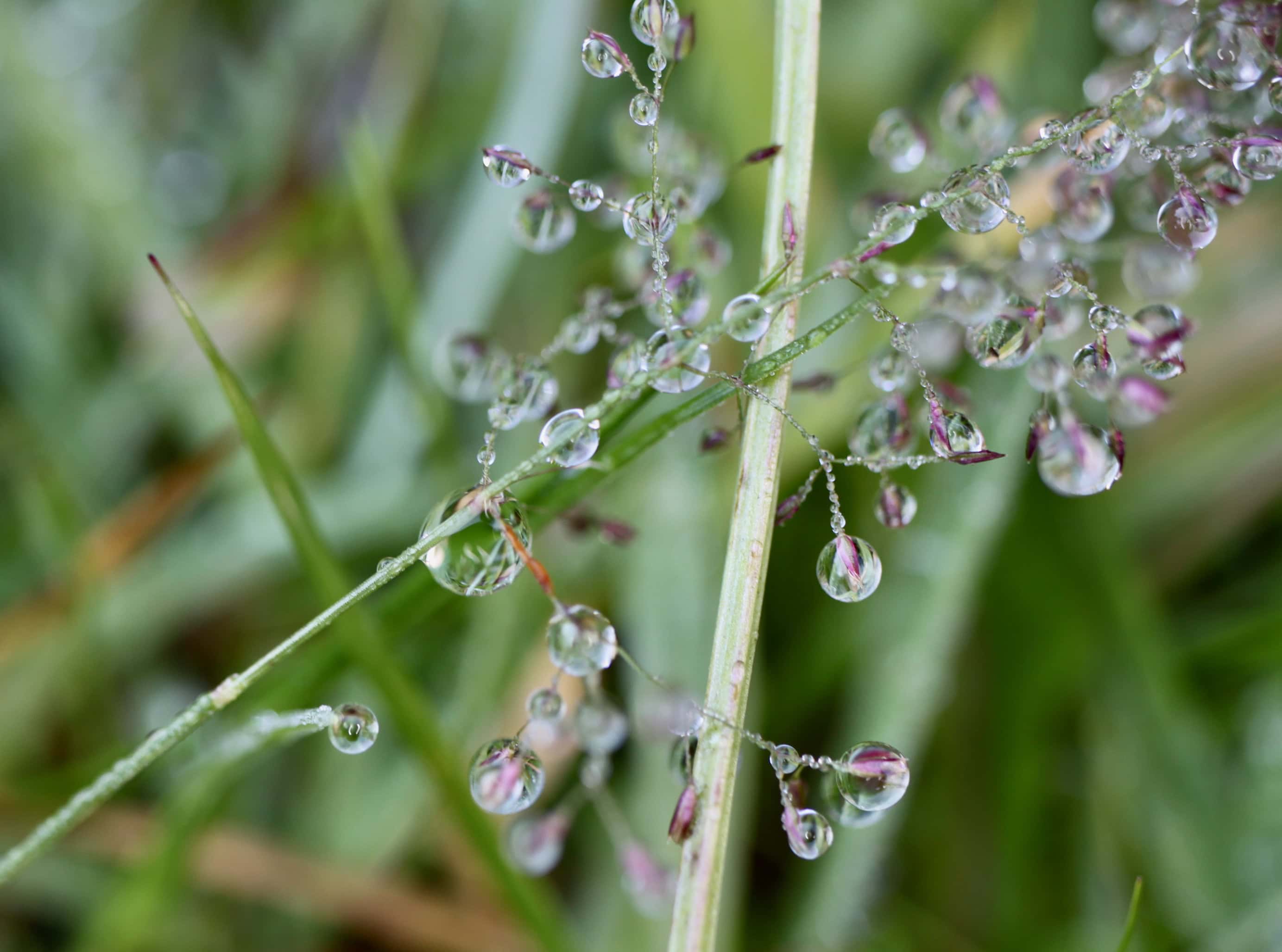 Raindrops