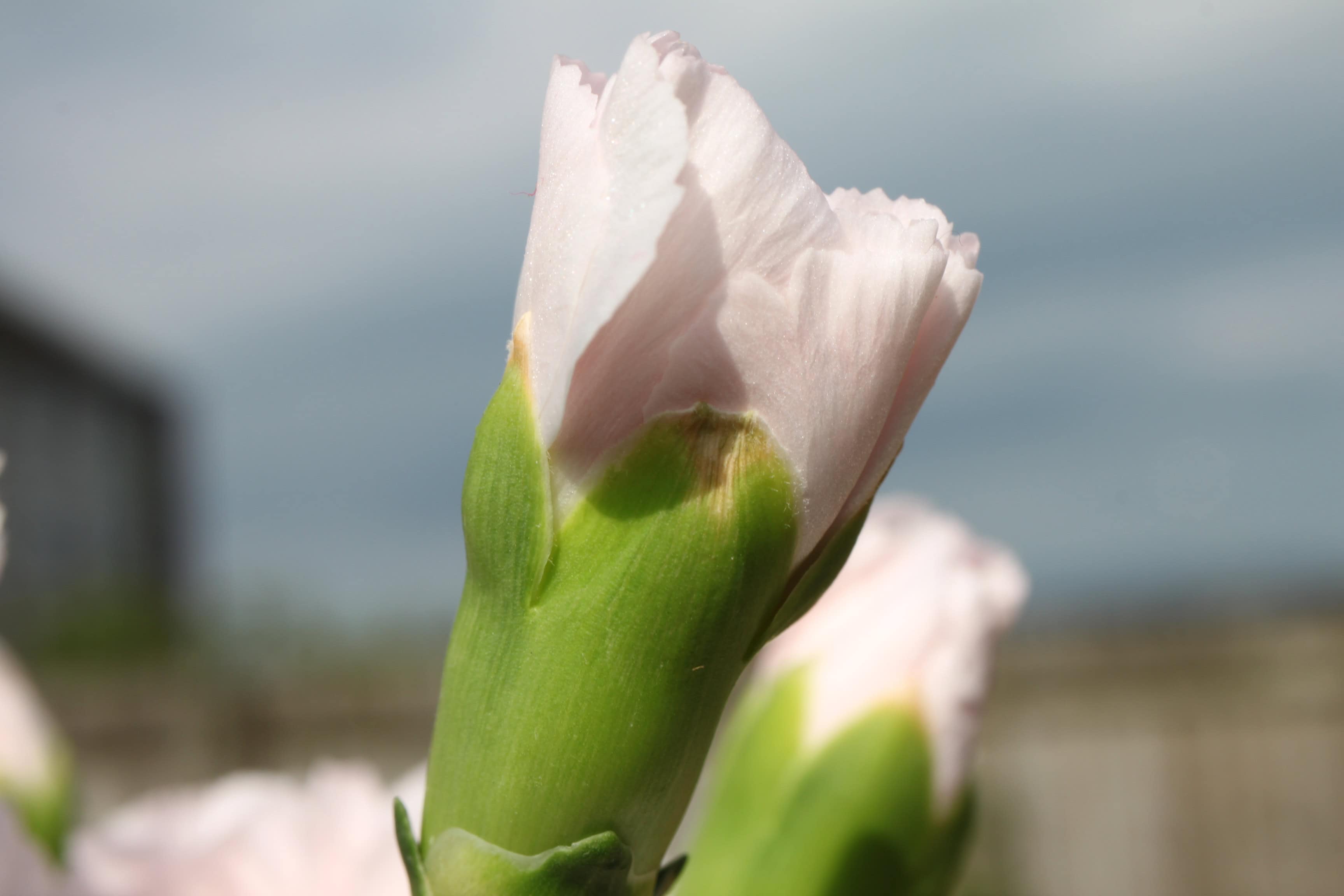 Carnation bud