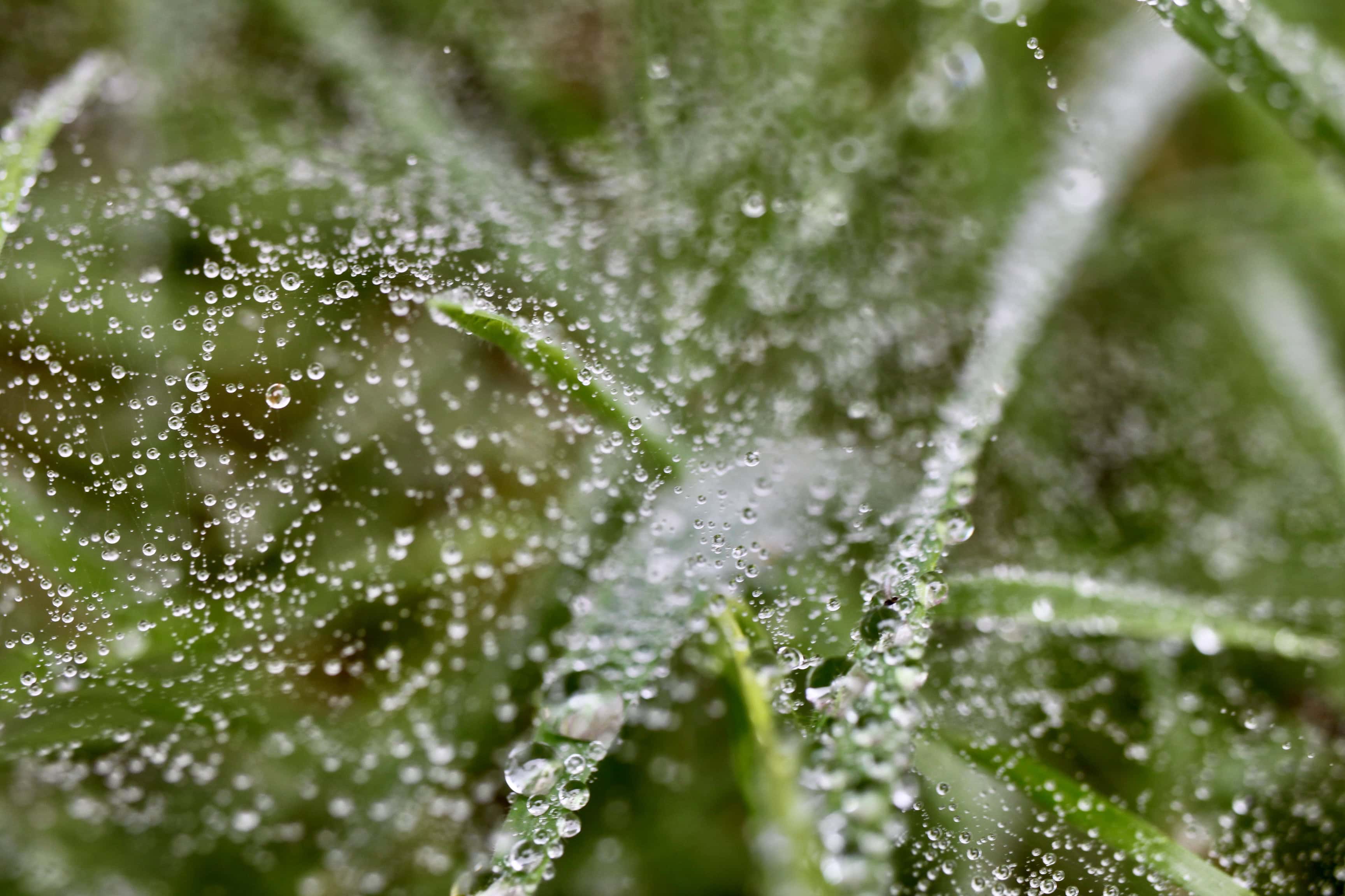 Raindrops on a wab