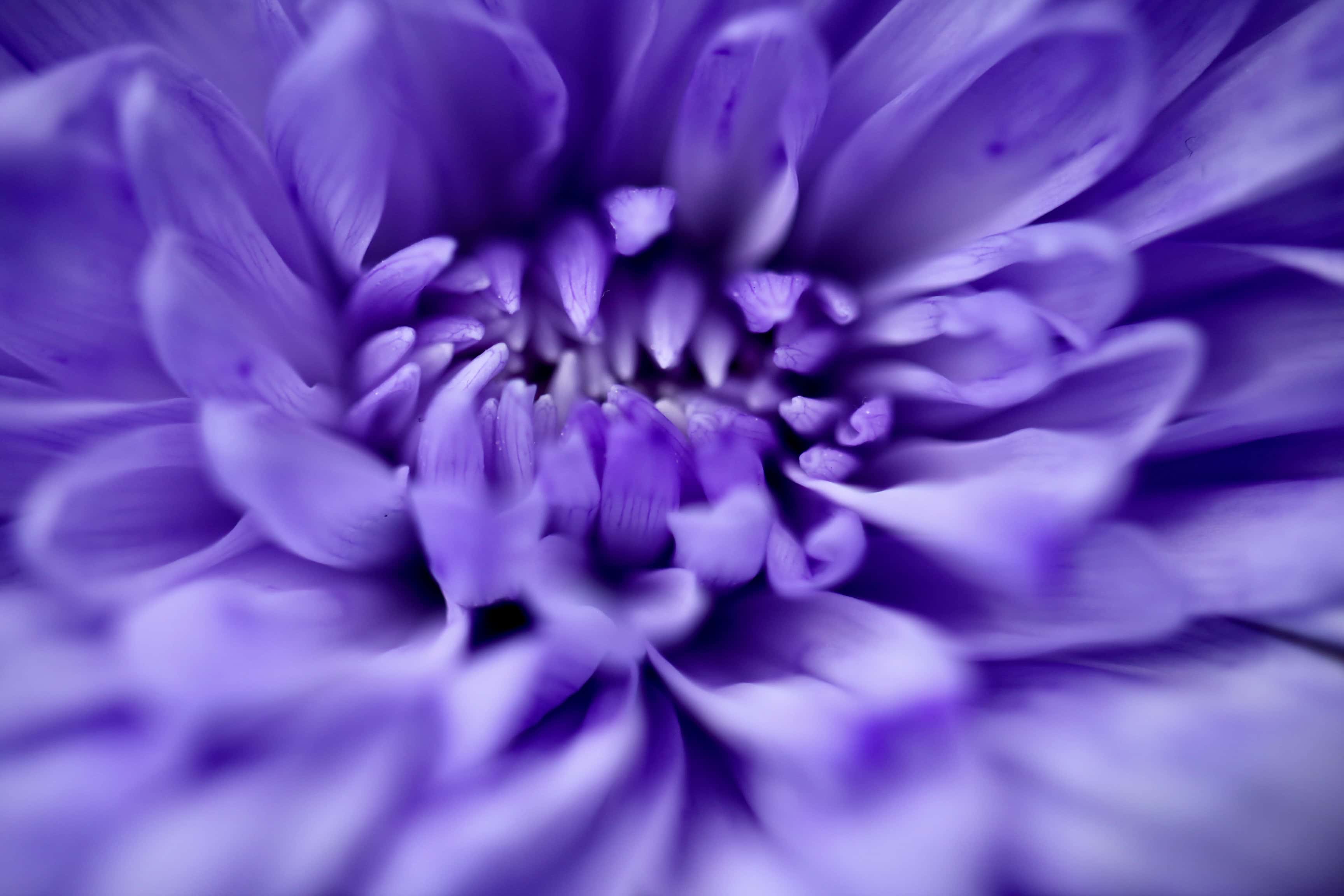 Purple chrysanth