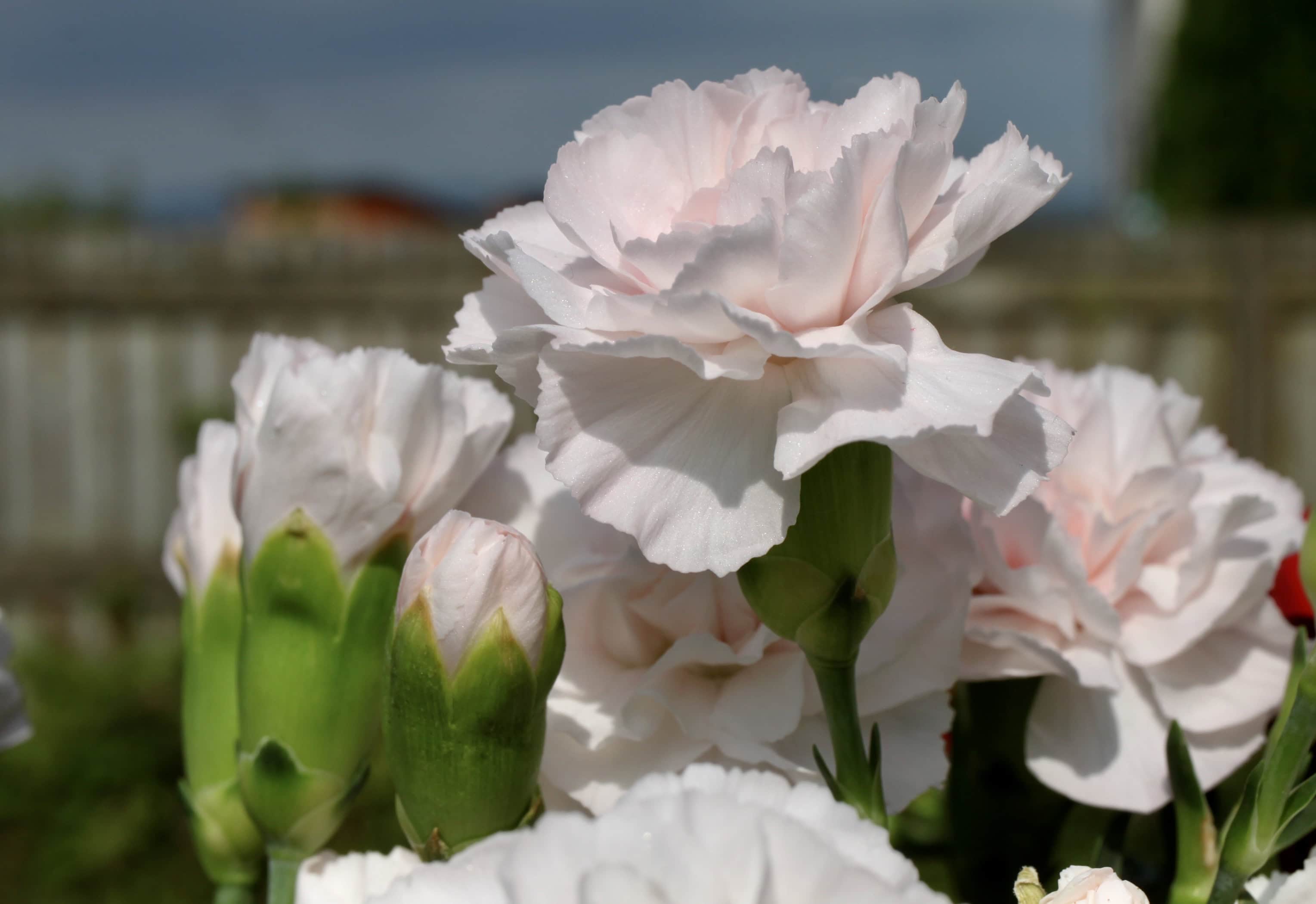 Carnations — FOTD 06 Aug