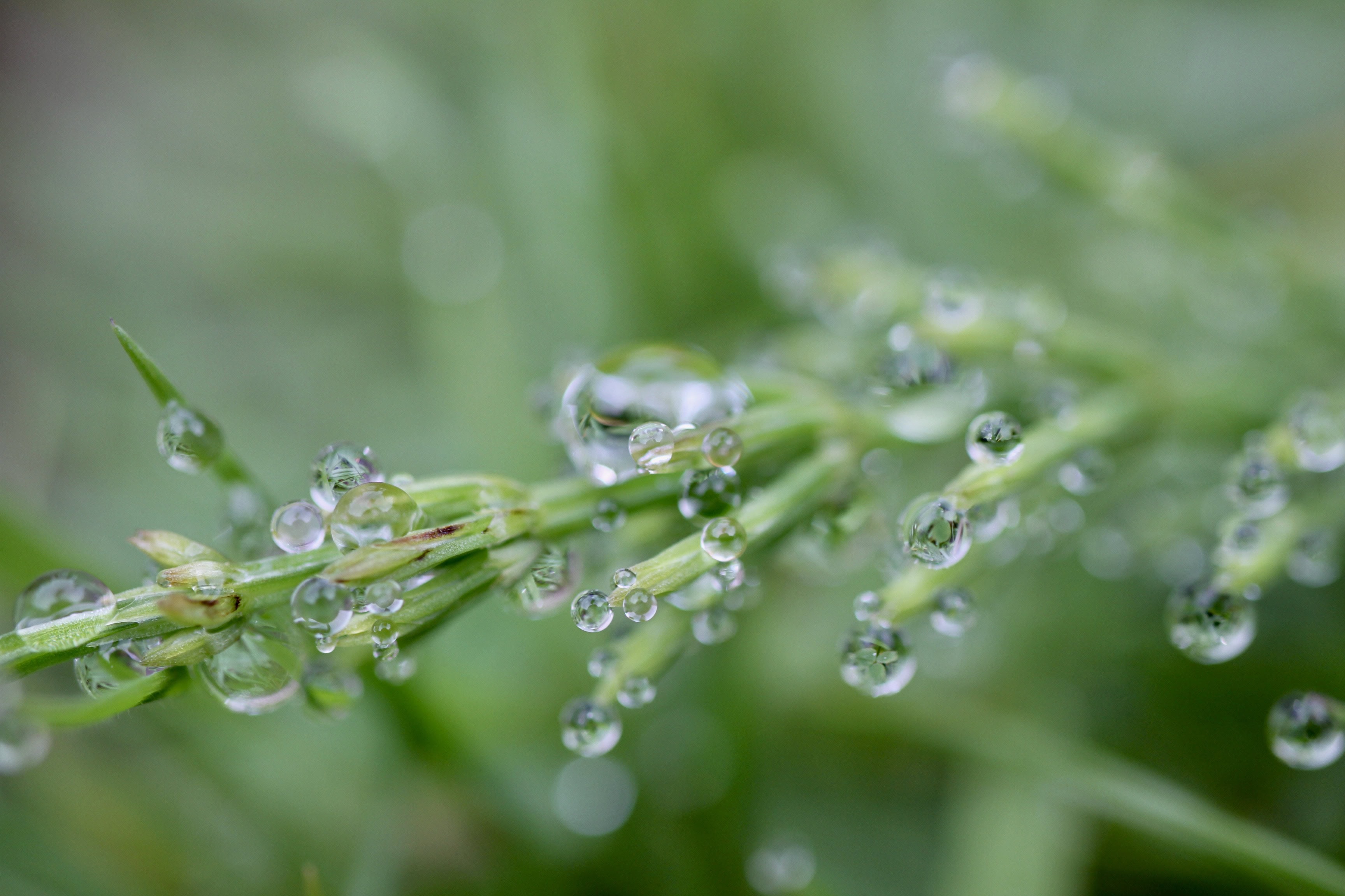 Many raindrops