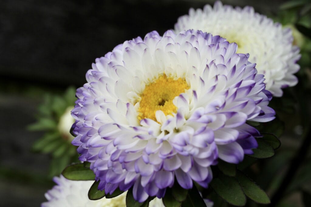 Purple & white aster
