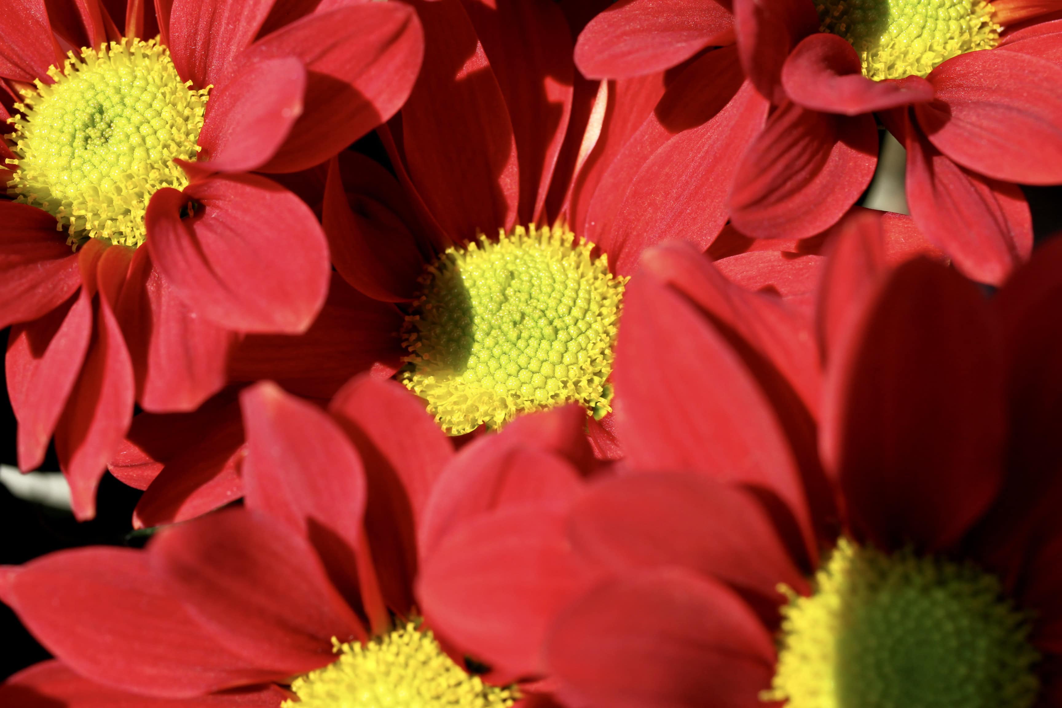 Red Chrysanths — FOTD Aug 22